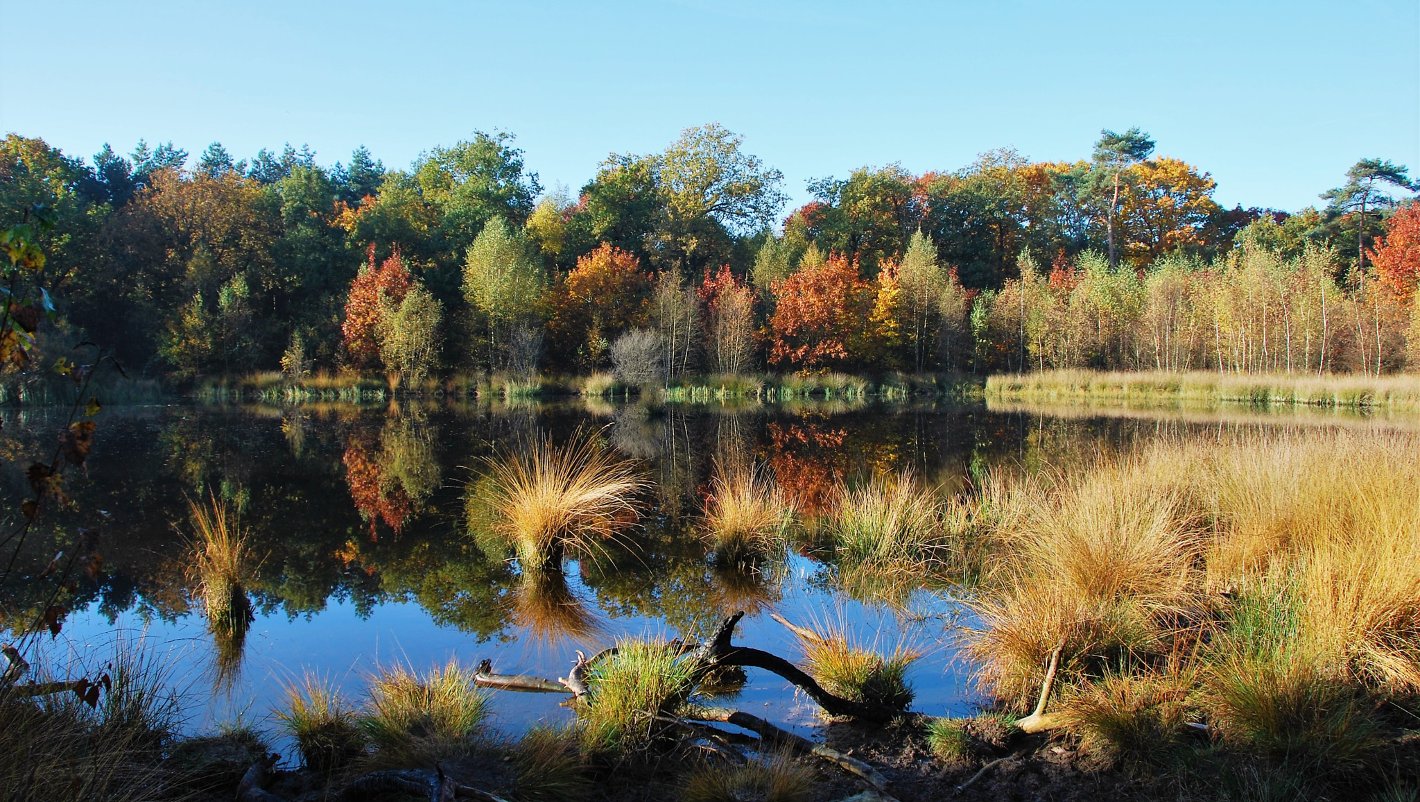 Nikon D60 sample photo. Forest mere photography