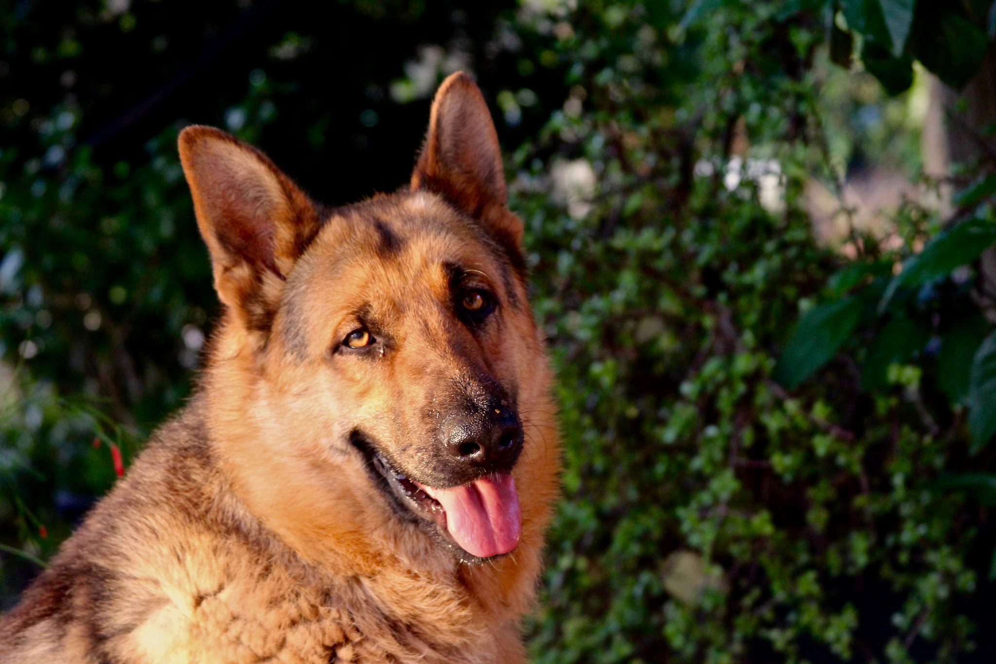 Canon EF 28-135mm F3.5-5.6 IS USM sample photo. Dog photography