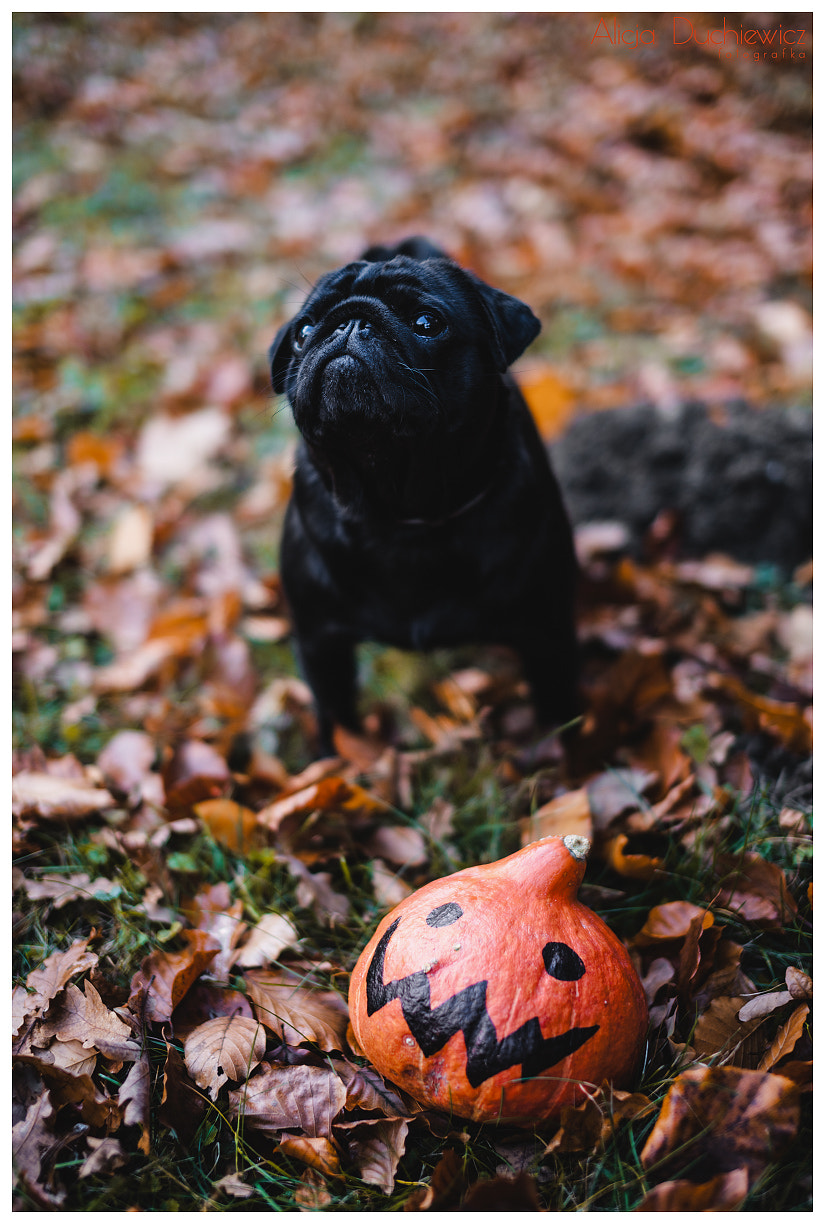 Nikon D750 + Sigma 50mm F1.4 EX DG HSM sample photo. Manti and the pumpkin dyniek photography