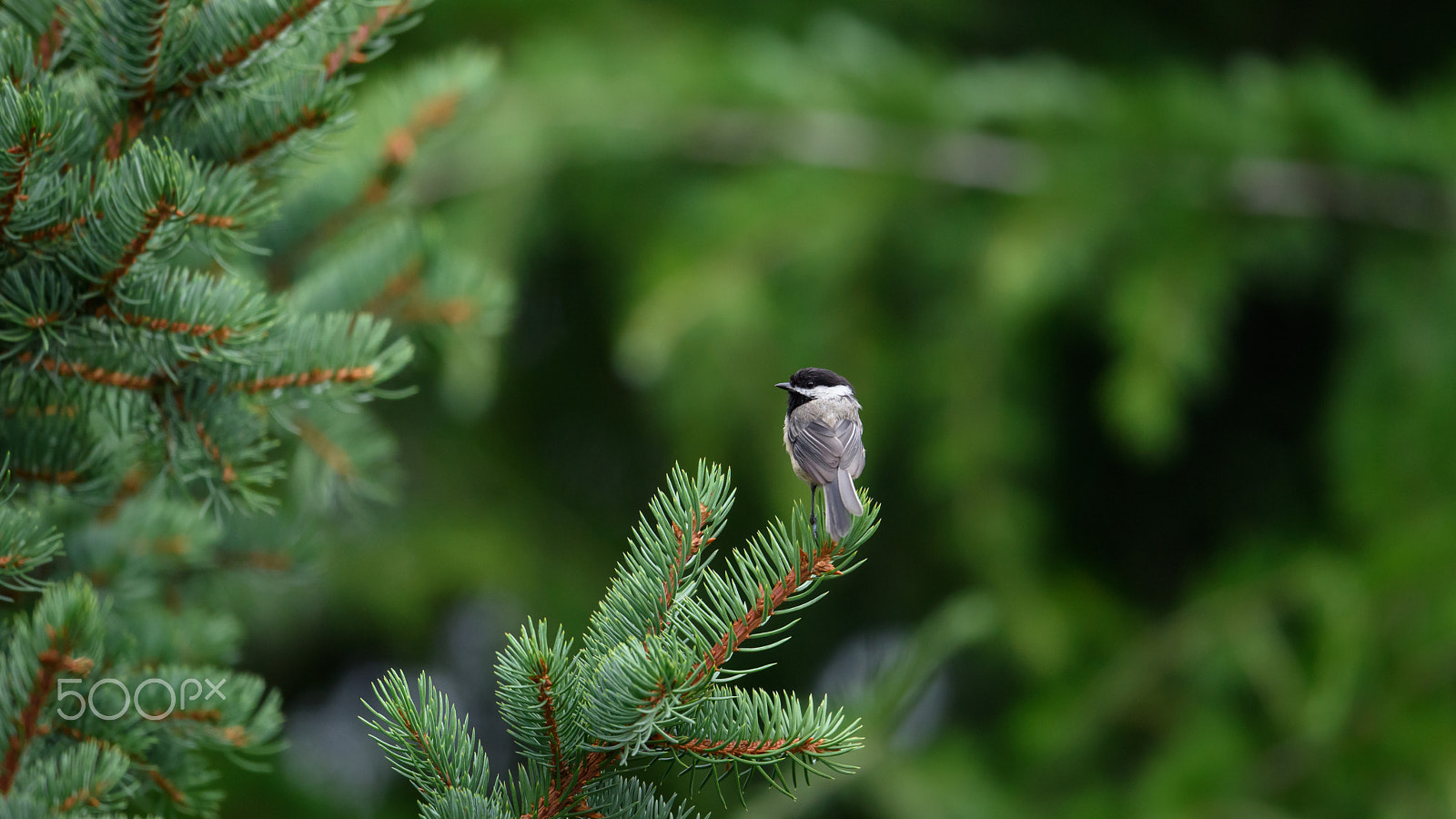 Nikon D810 + Nikon AF-S Nikkor 500mm F4E FL ED VR sample photo. Chickadee photography