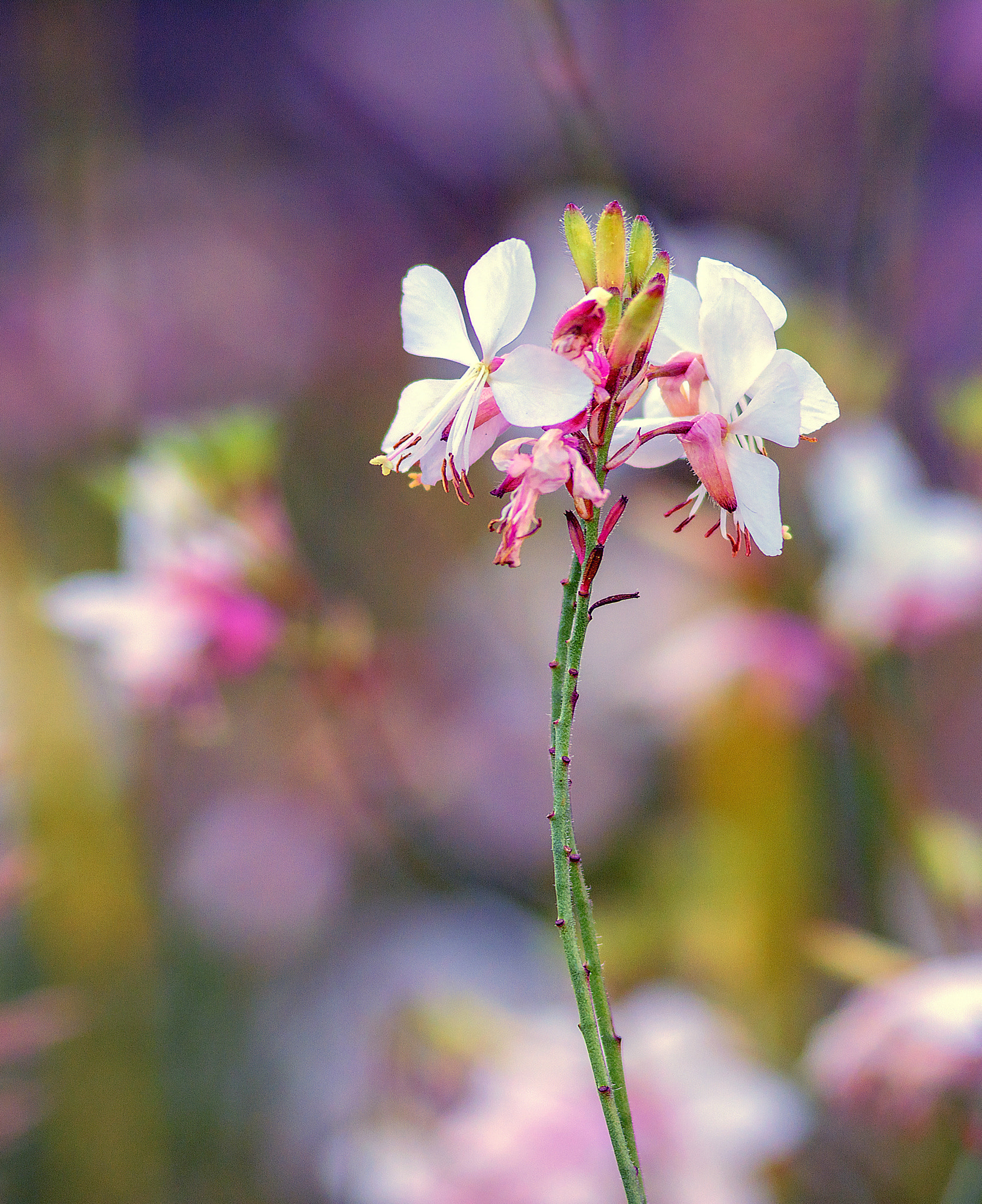 AF Zoom-Nikkor 80-200mm f/2.8 ED sample photo. White duet photography