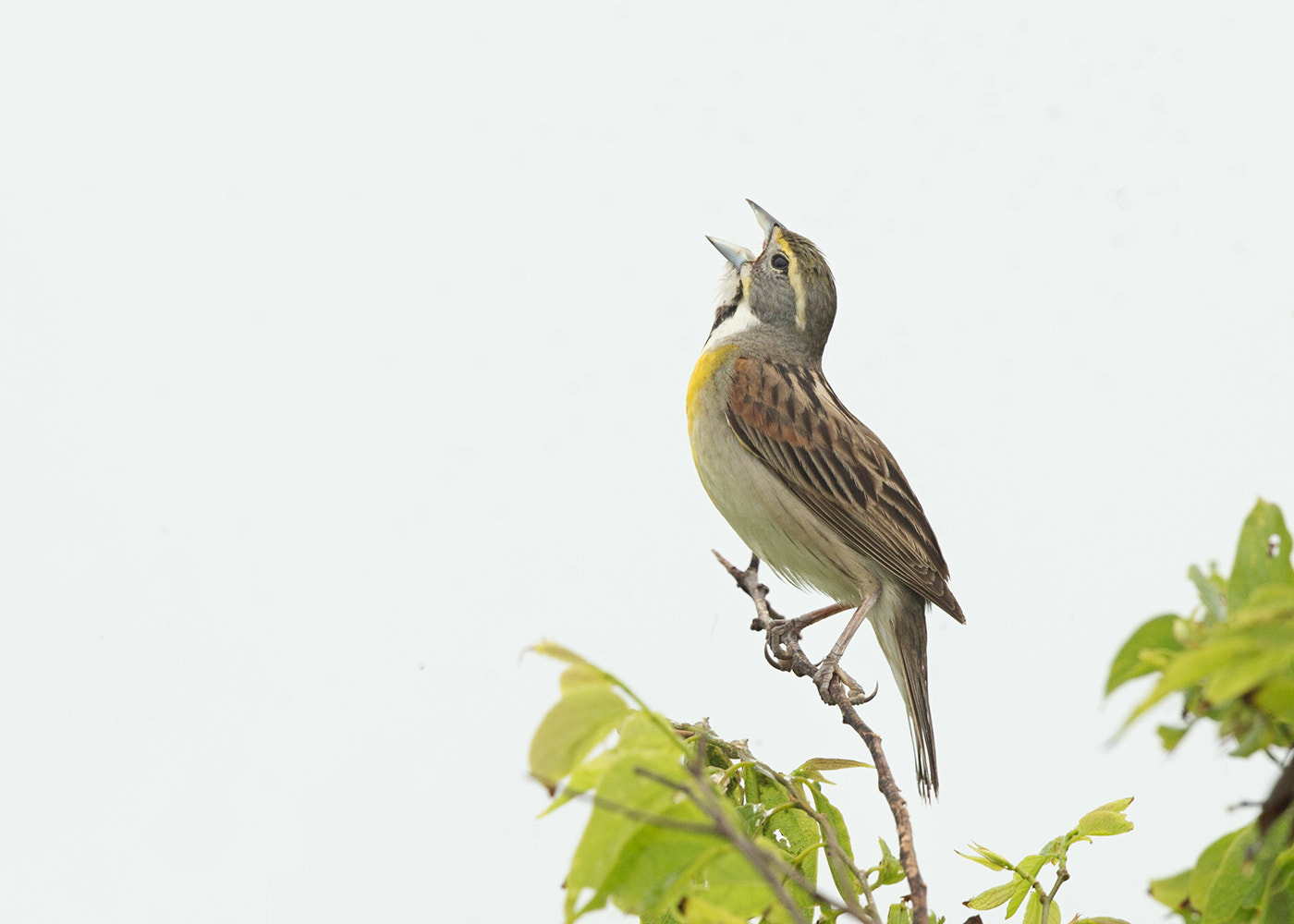 Canon EF 500mm F4L IS II USM sample photo. Dickcissel calling photography