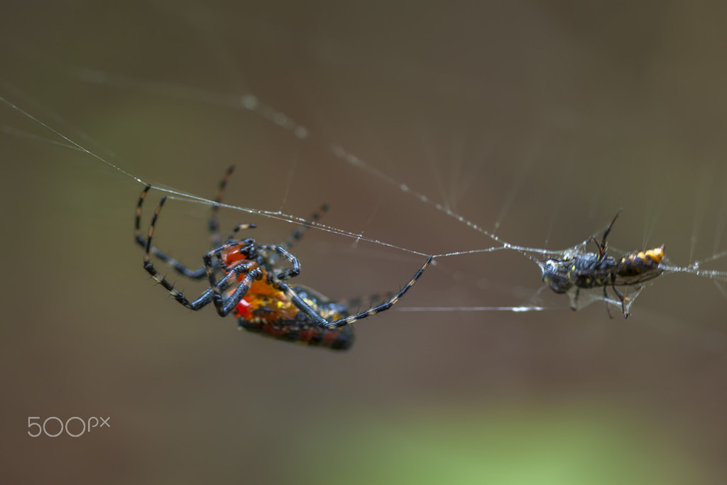 Canon EF 100mm F2.8 Macro USM sample photo. Aranha gulosa photography