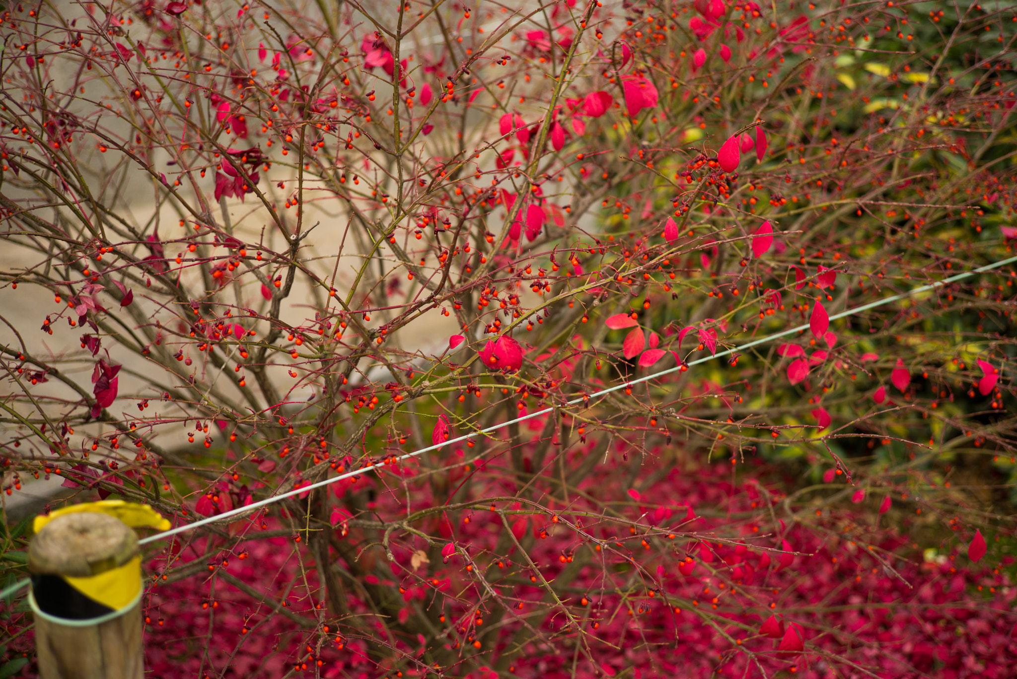 Leica Summarit-M 50mm F2.4 sample photo. Crimson in alba photography