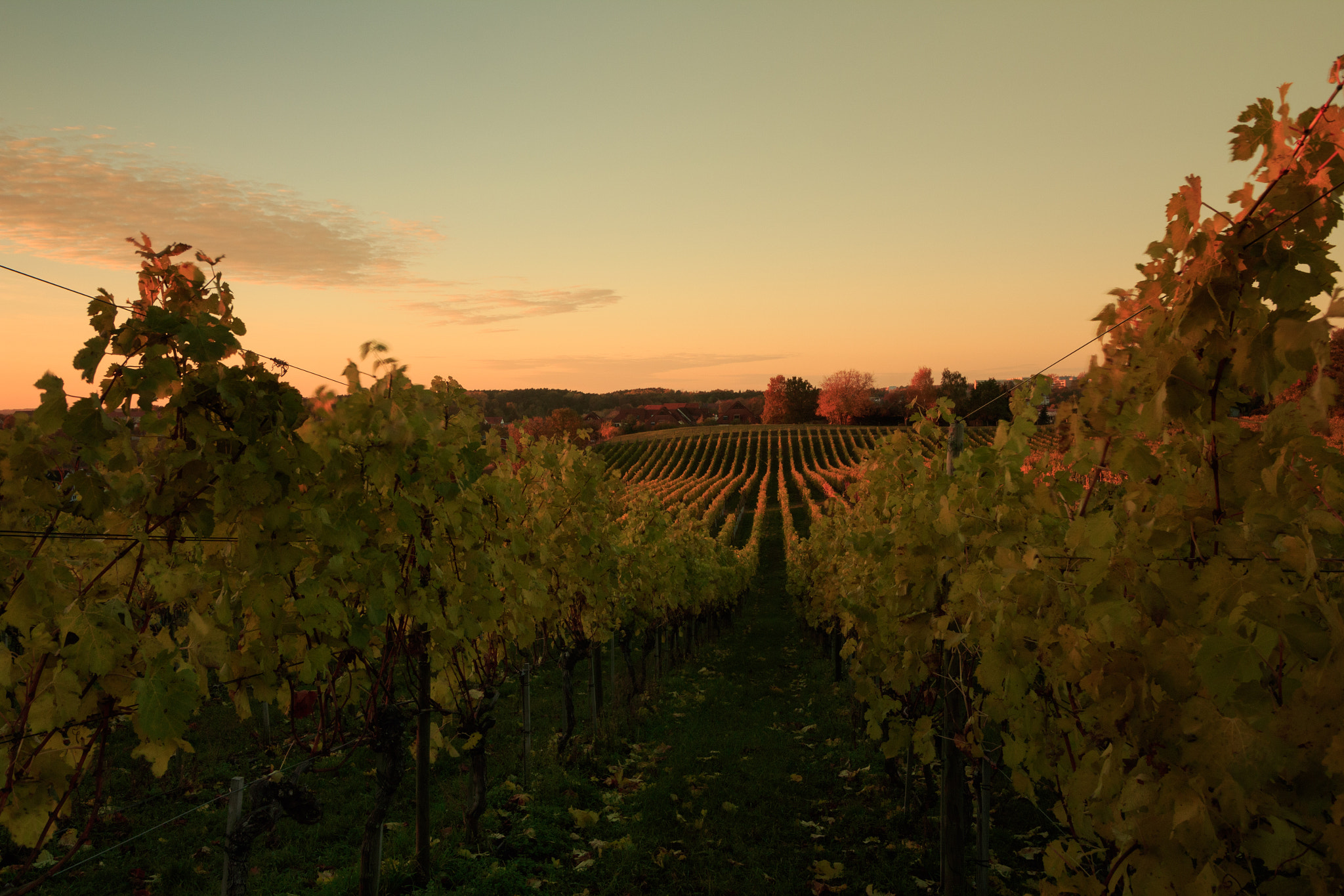 Canon EOS 1300D (EOS Rebel T6 / EOS Kiss X80) sample photo. October sunset at the wine yard.  photography