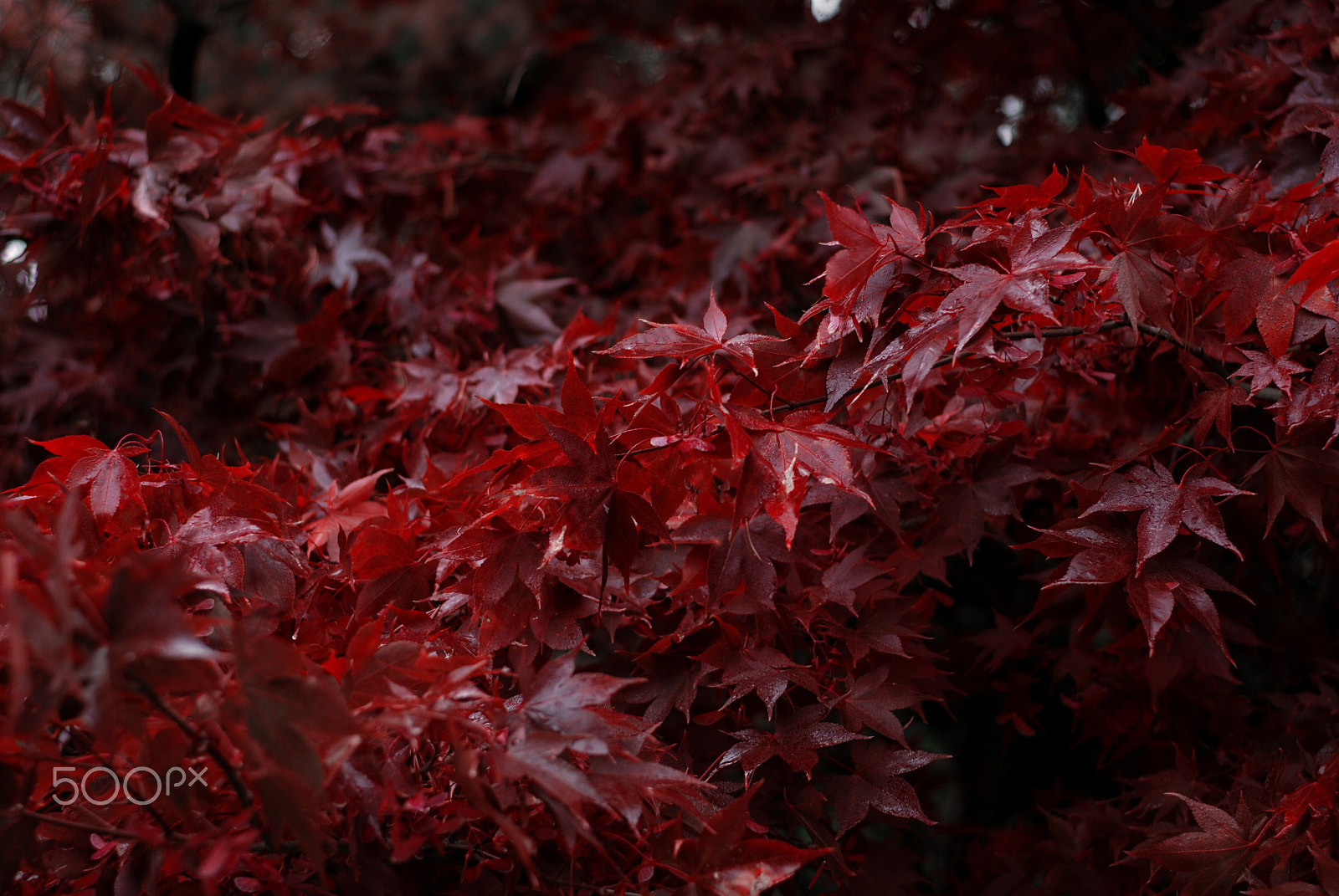 Nikon D80 sample photo. Blood of autumn photography