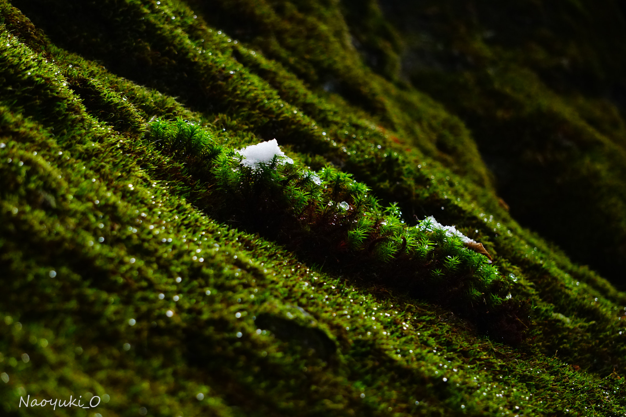 Sony a5100 sample photo. Moss photography
