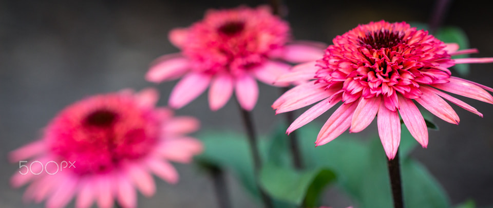 Canon EF 100mm F2.8 Macro USM sample photo. Last vestige of summer photography