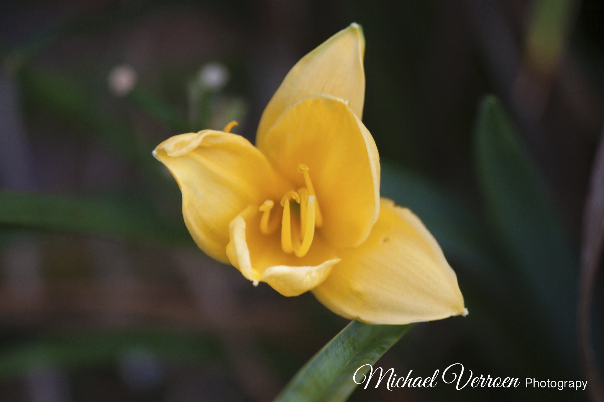 Canon EF-S 55-250mm F4-5.6 IS sample photo. The beautiful yellow flower photography