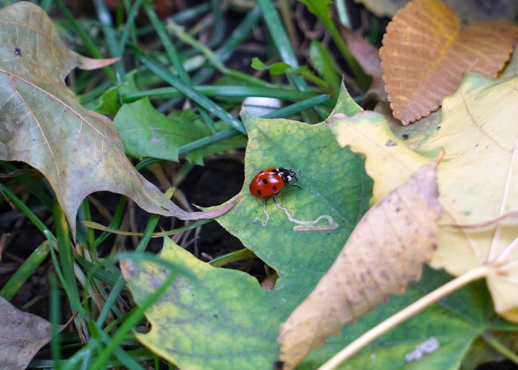 Sony E PZ 18-105mm F4 G OSS sample photo. Dsc photography