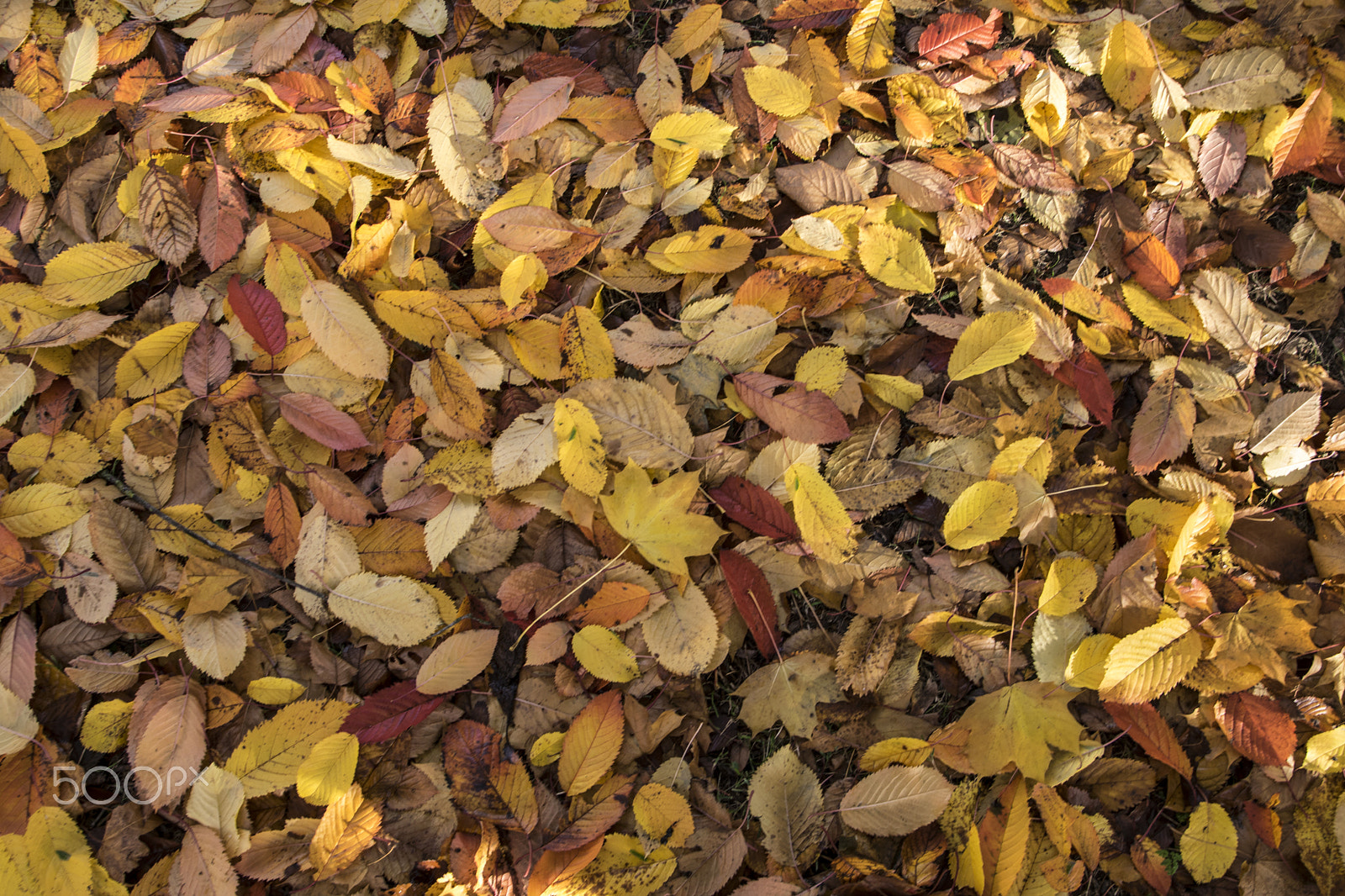 Sigma 17-70mm F2.8-4 DC Macro OS HSM sample photo. Autumn photography