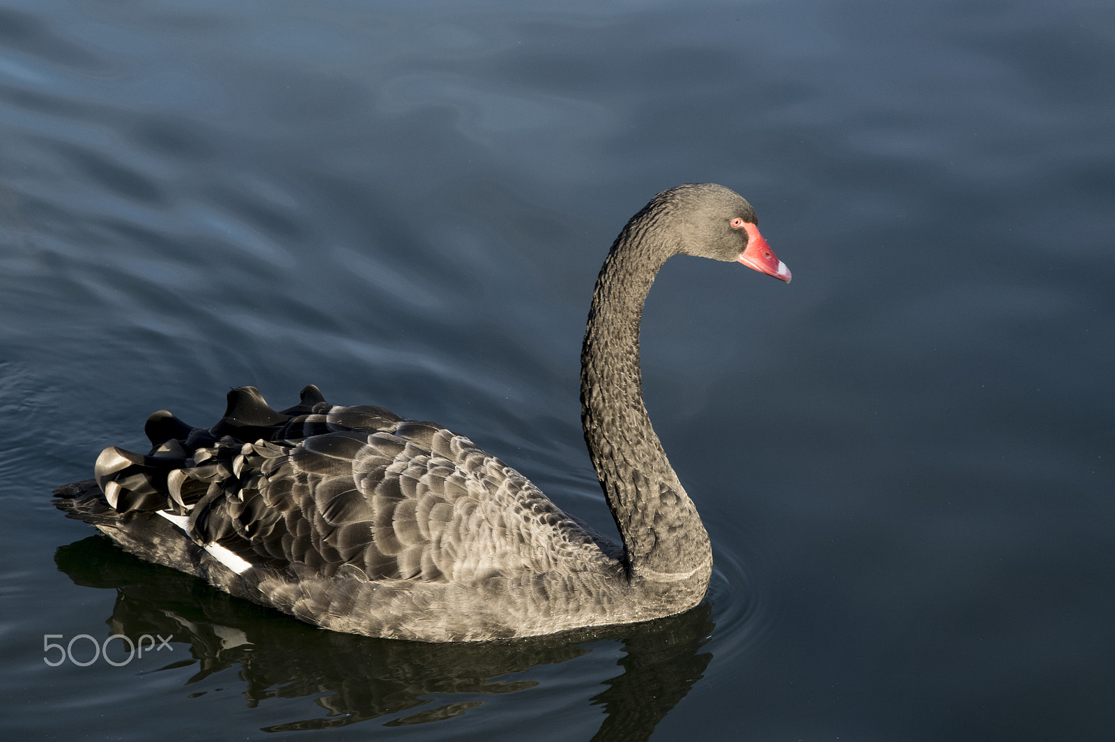 Sigma 17-70mm F2.8-4 DC Macro OS HSM sample photo. Black swan photography
