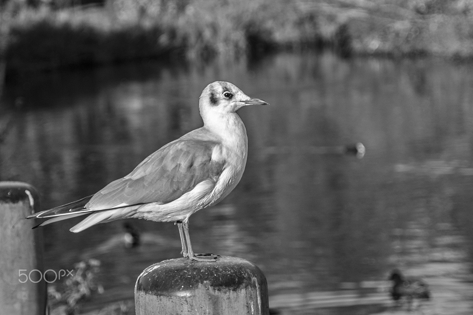Sigma 17-70mm F2.8-4 DC Macro OS HSM sample photo. Gull photography