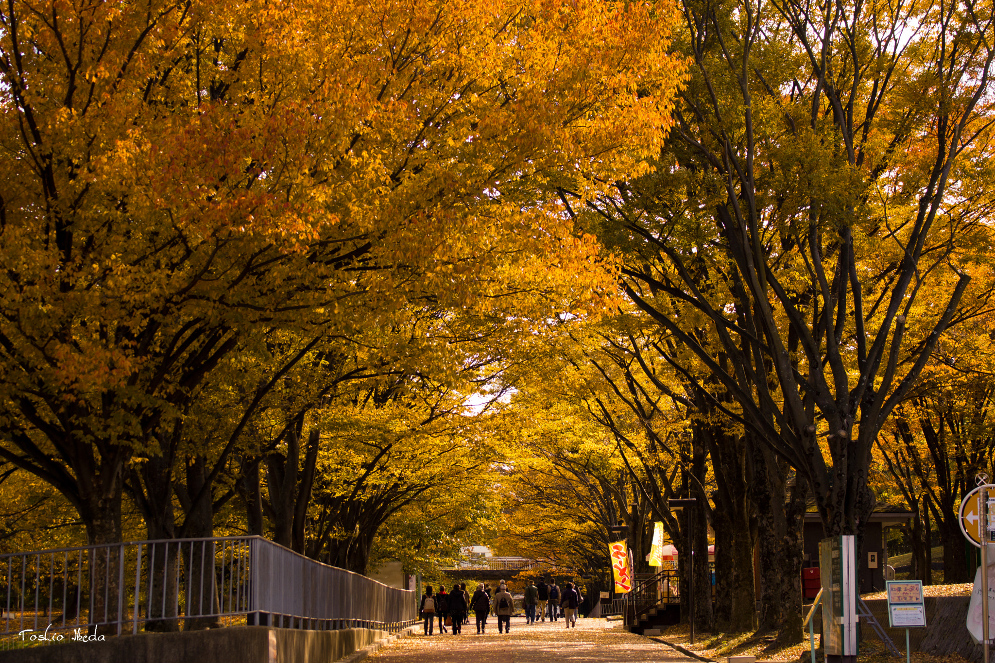 Sony 70-300mm F4.5-5.6 G SSM sample photo. Autumn road photography