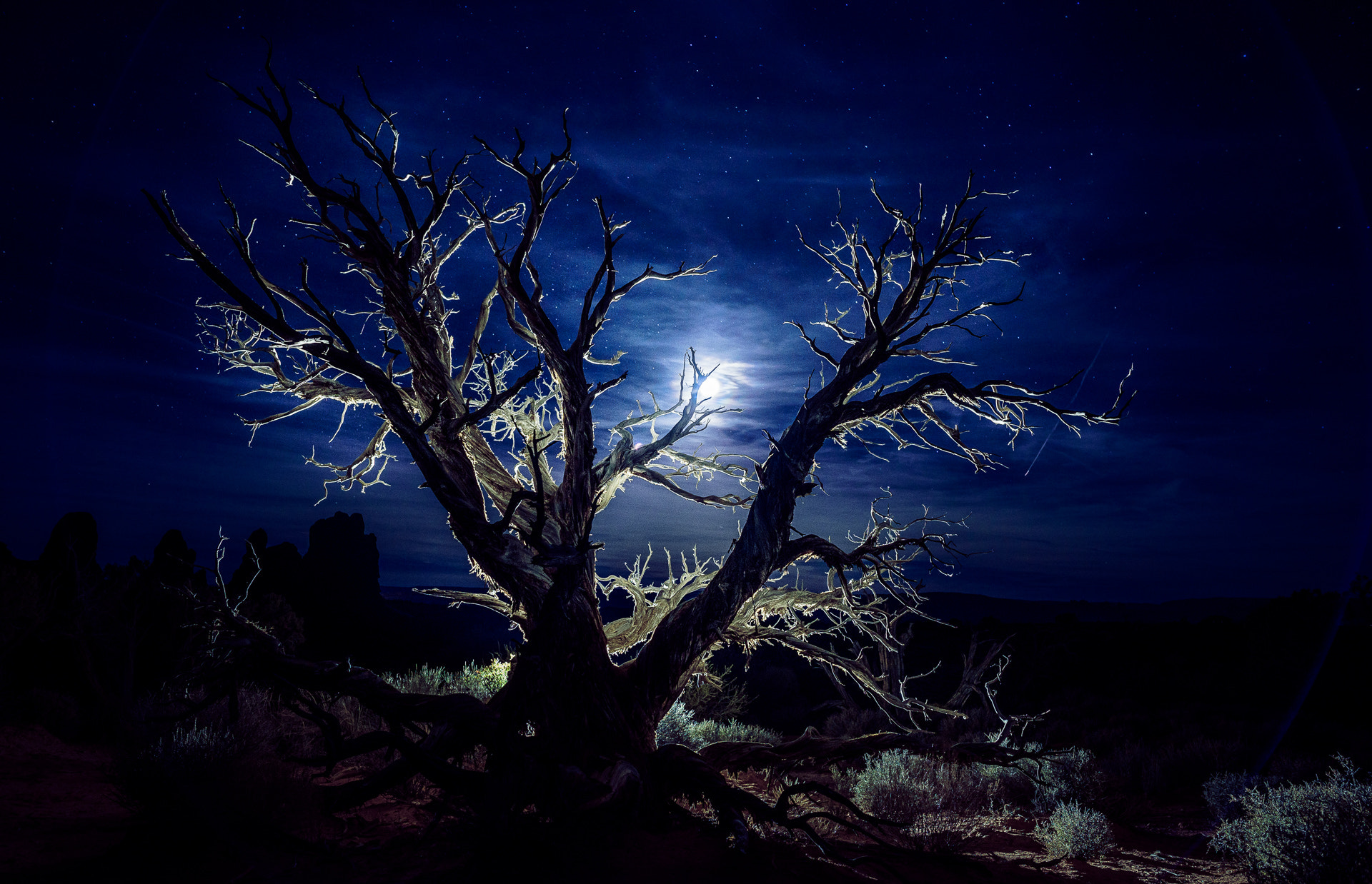 Samyang 12mm F2.8 ED AS NCS Fisheye sample photo. Backlit tree for all hallows' eve photography