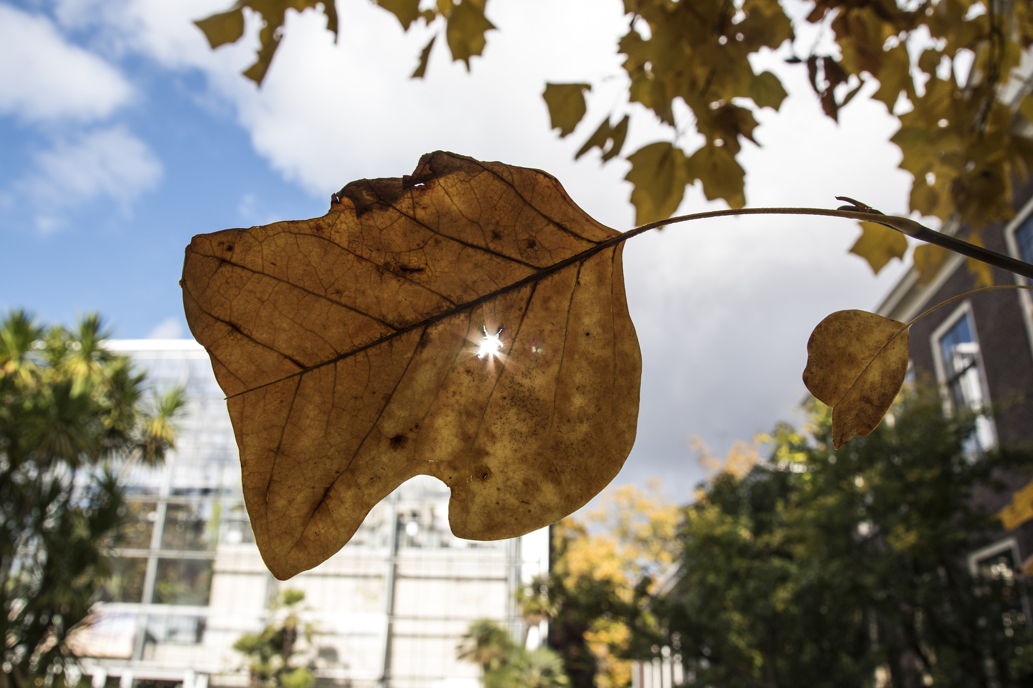 Sigma 18-250mm F3.5-6.3 DC Macro OS HSM sample photo. Sunny leaf photography