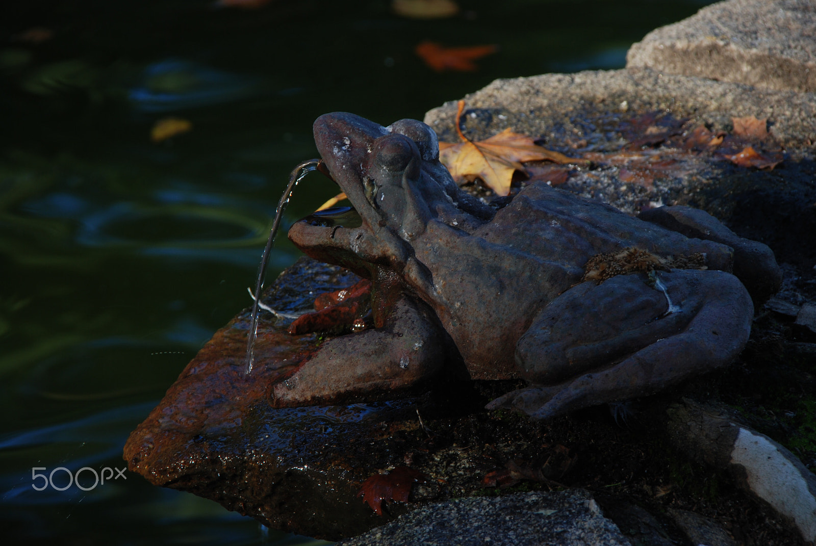 Nikon D80 sample photo. Frog photography