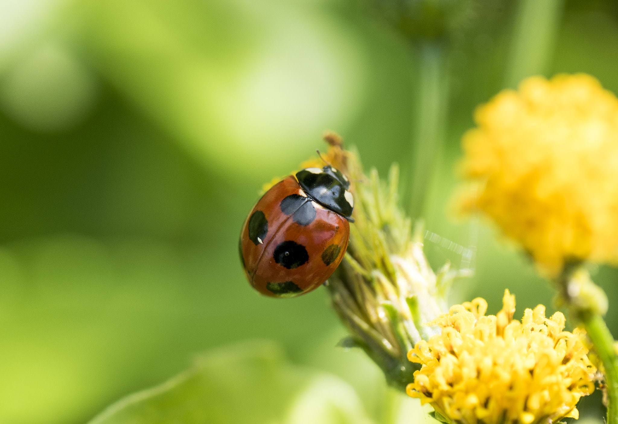 Panasonic Lumix DMC-GM5 + Panasonic Leica DG Macro-Elmarit 45mm F2.8 ASPH OIS sample photo. Ladybug photography