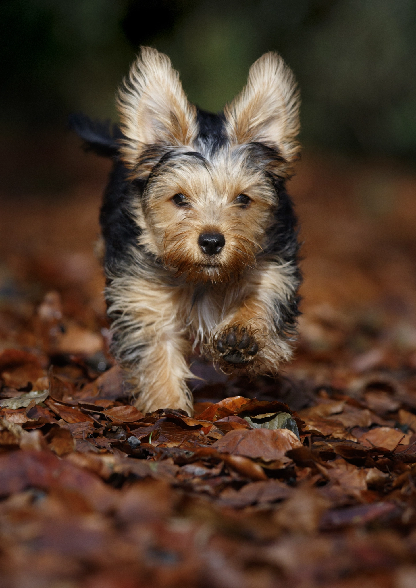 Canon EF 300mm F2.8L IS USM sample photo. Dobby dashing through the woodland photography