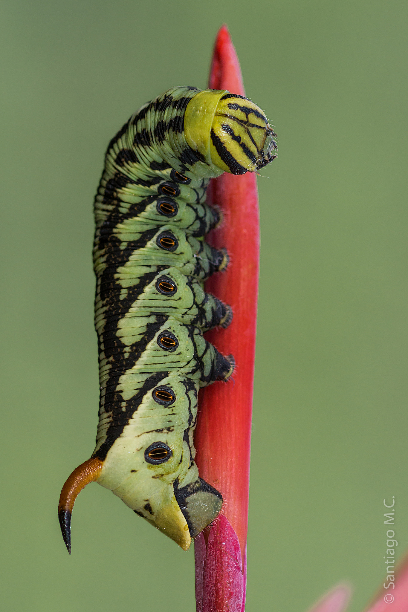 Sony SLT-A77 + Sony 100mm F2.8 Macro sample photo. Agrius convolvuli photography