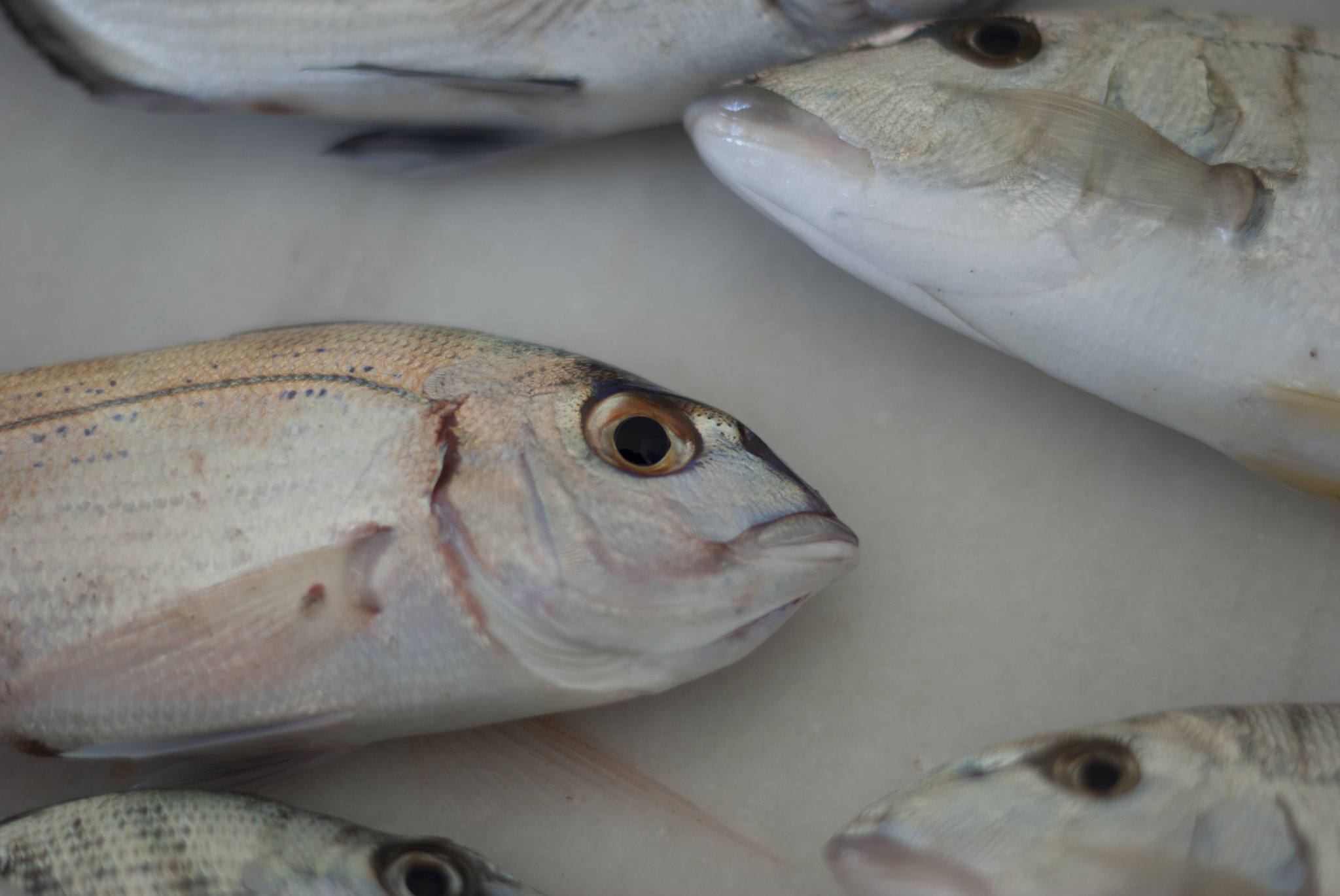 Pentax K10D + Pentax smc DA 50mm F1.8 sample photo. Fish photography