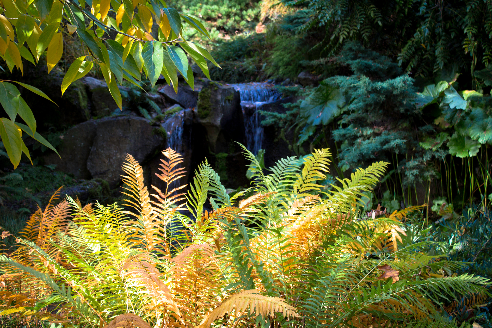 Canon EOS 700D (EOS Rebel T5i / EOS Kiss X7i) sample photo. Felci e cascata photography