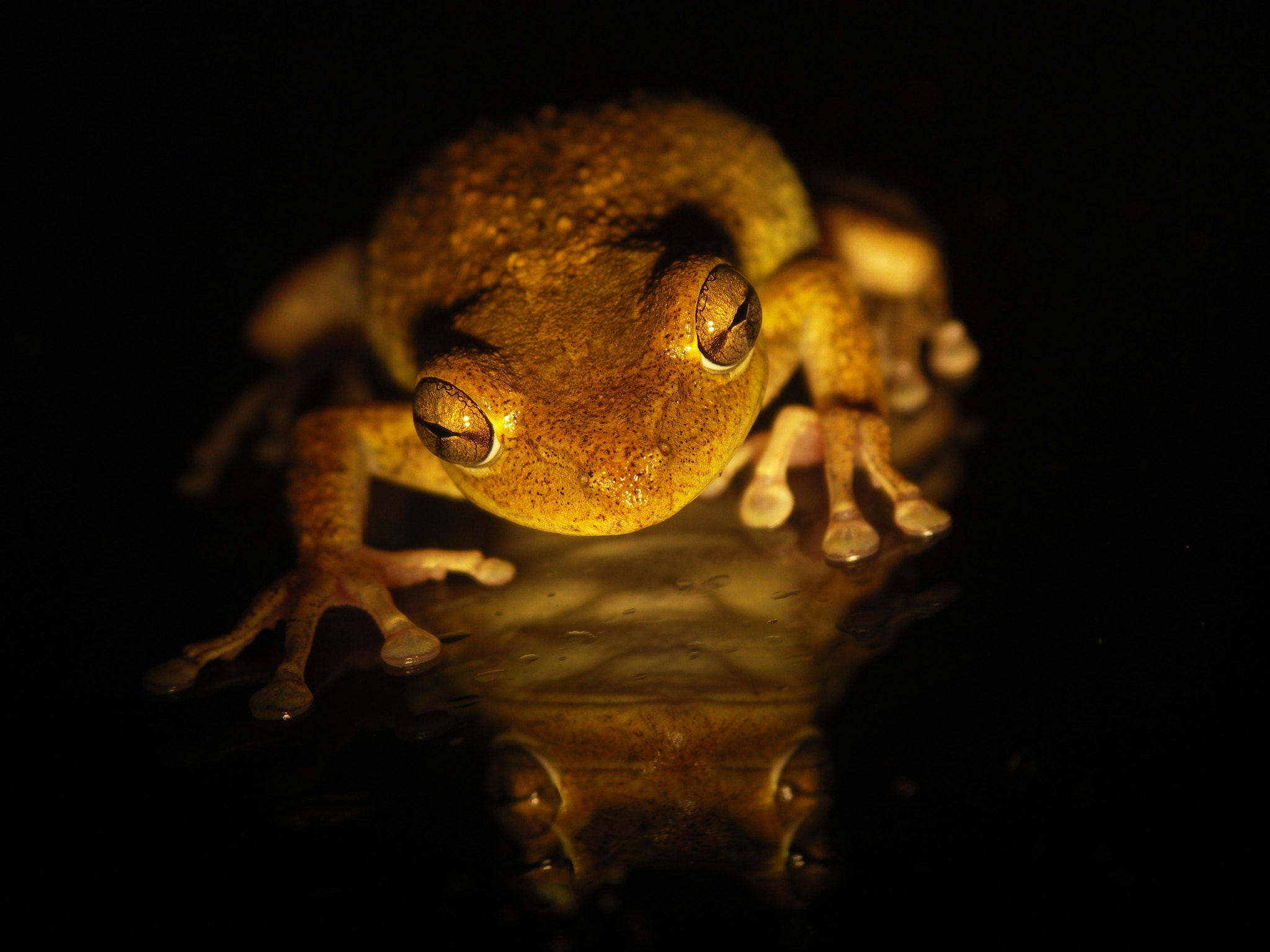 KONICA MINOLTA DiMAGE A200 sample photo. Frog photography