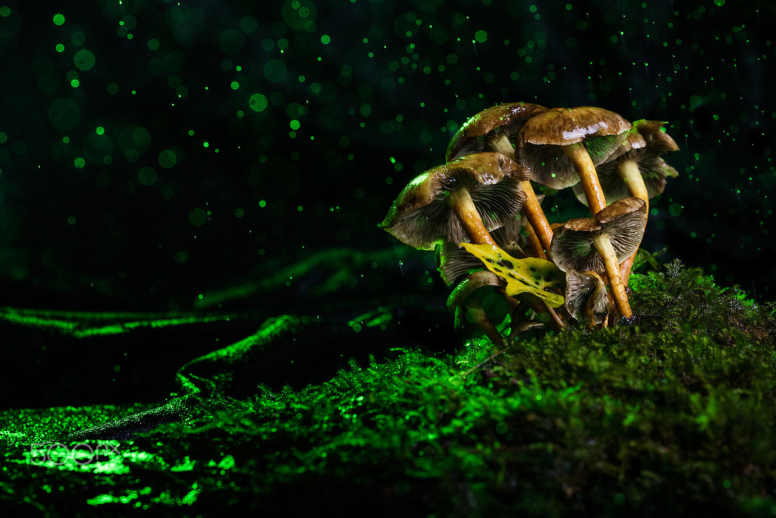 Sigma 105mm F2.8 EX DG OS HSM sample photo. Trippy photography