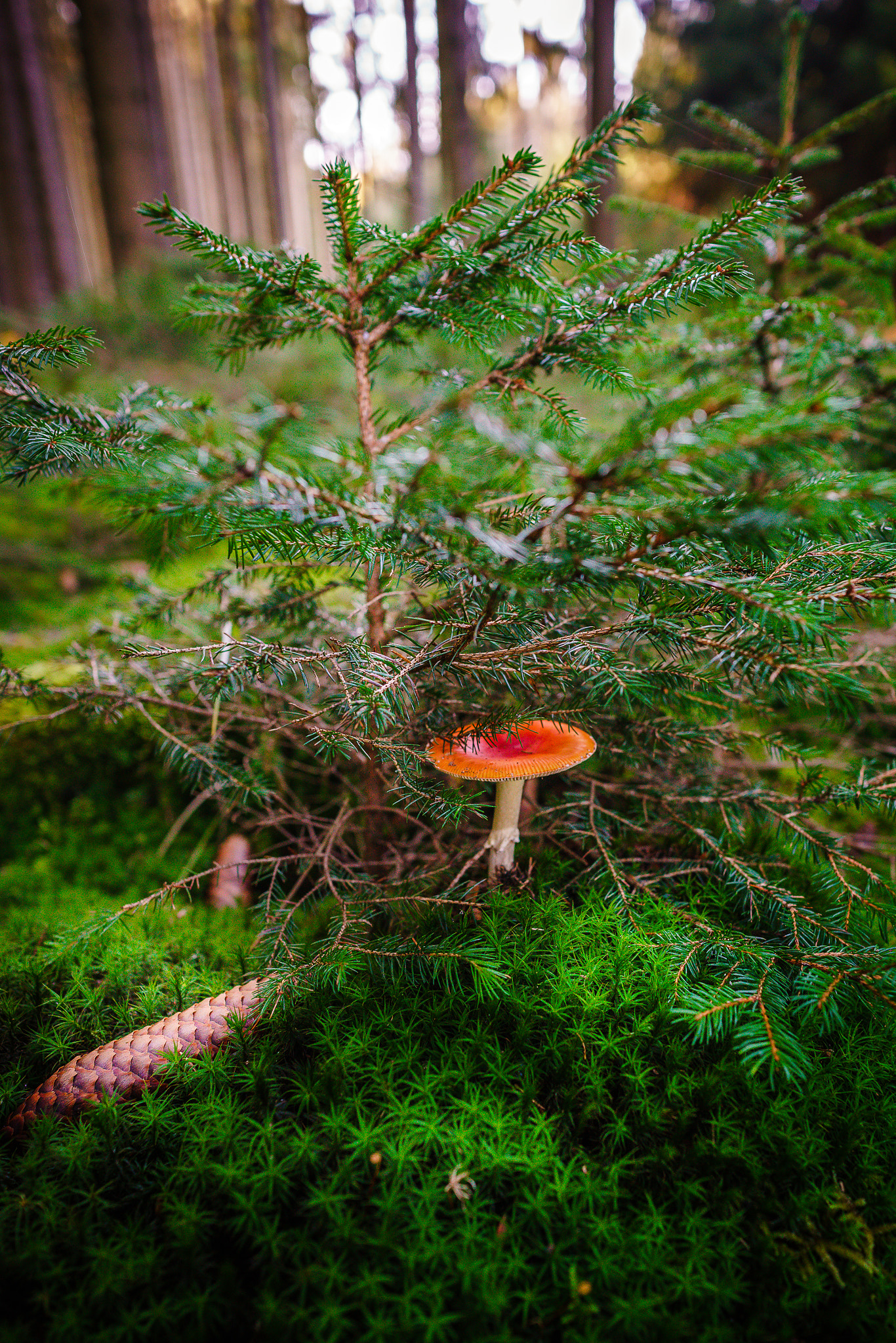 E 21mm F2.8 sample photo. Little tree photography