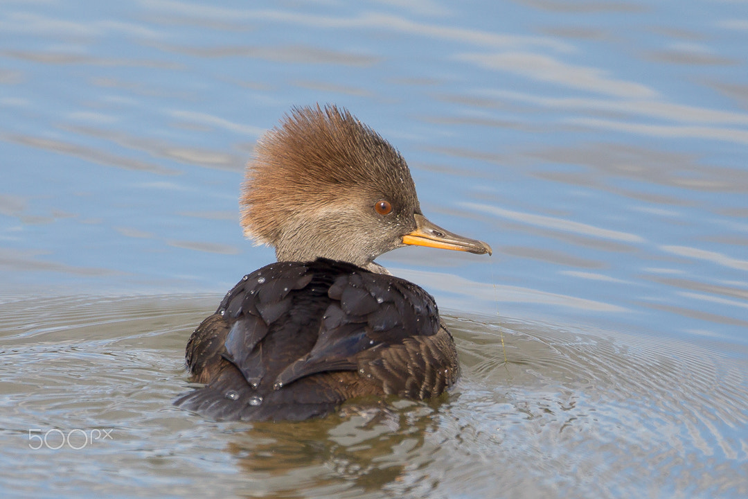 Canon EF 500mm F4L IS USM sample photo
