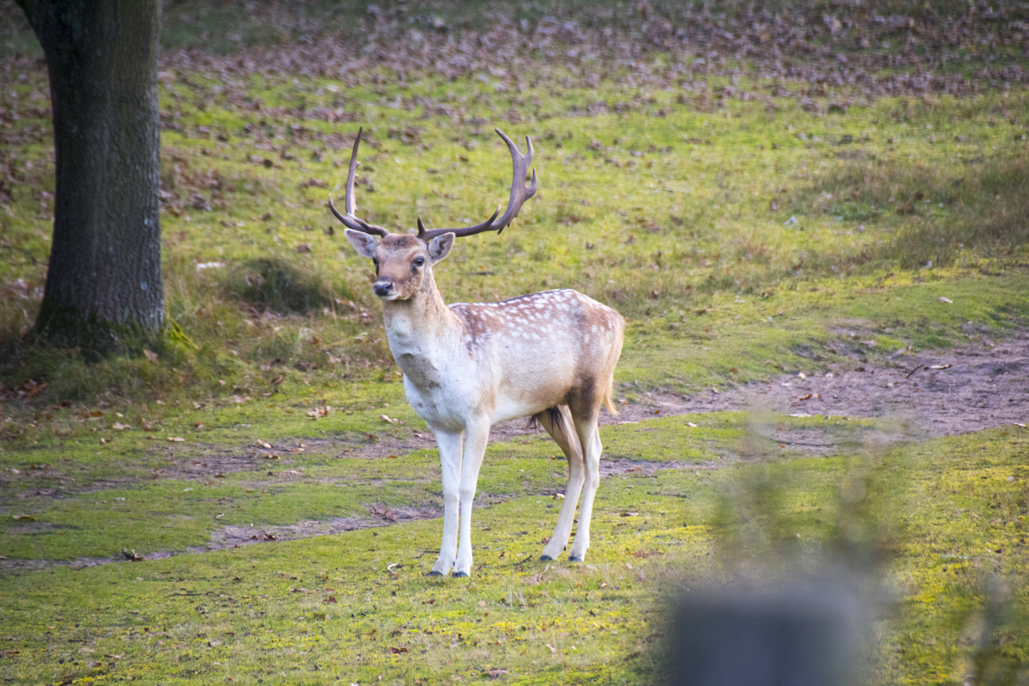 Sigma 18-250mm F3.5-6.3 DC Macro OS HSM sample photo. Hello dear i'm looking for you photography