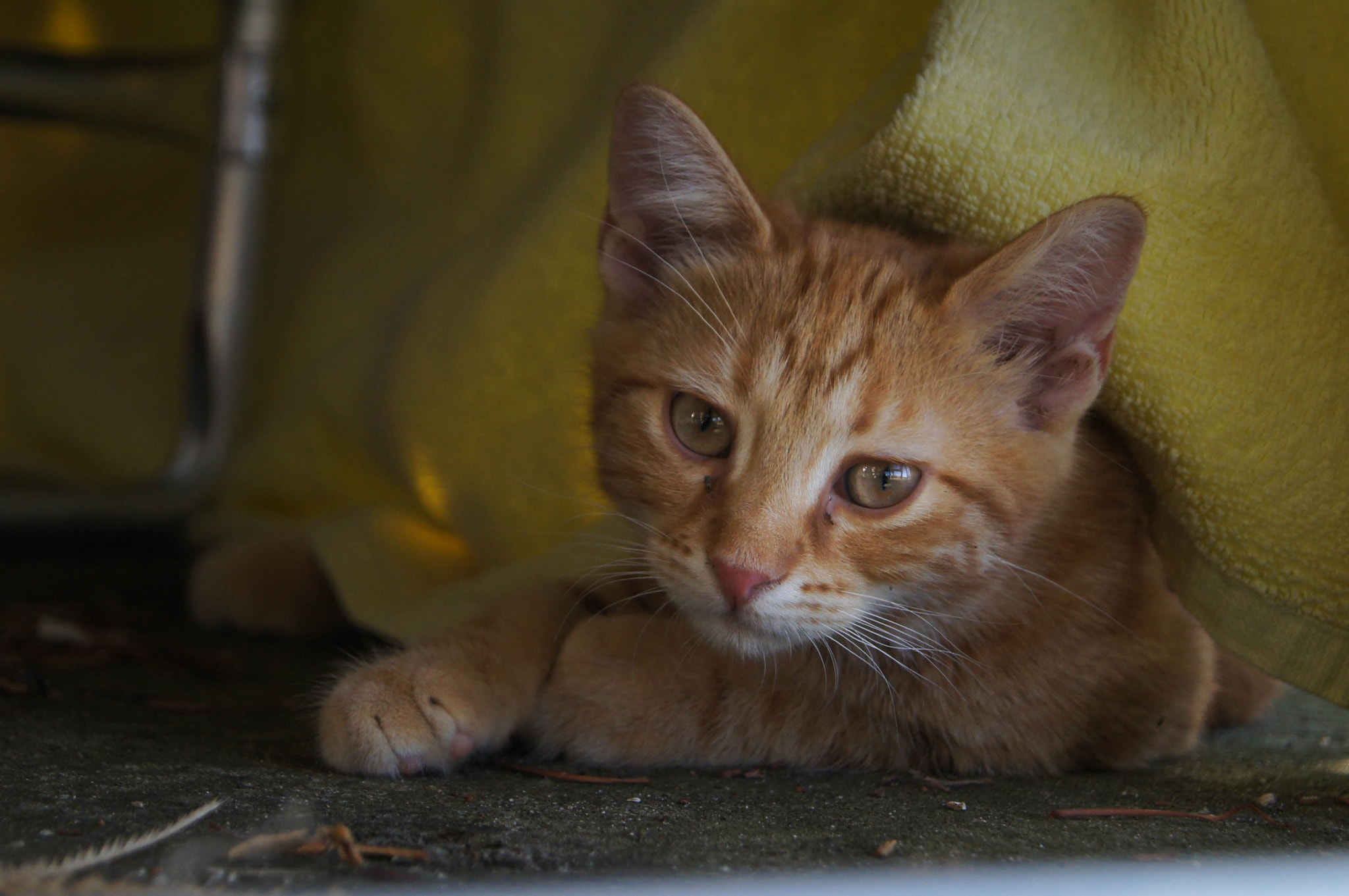 Sony DT 18-55mm F3.5-5.6 SAM II sample photo. Simba photography