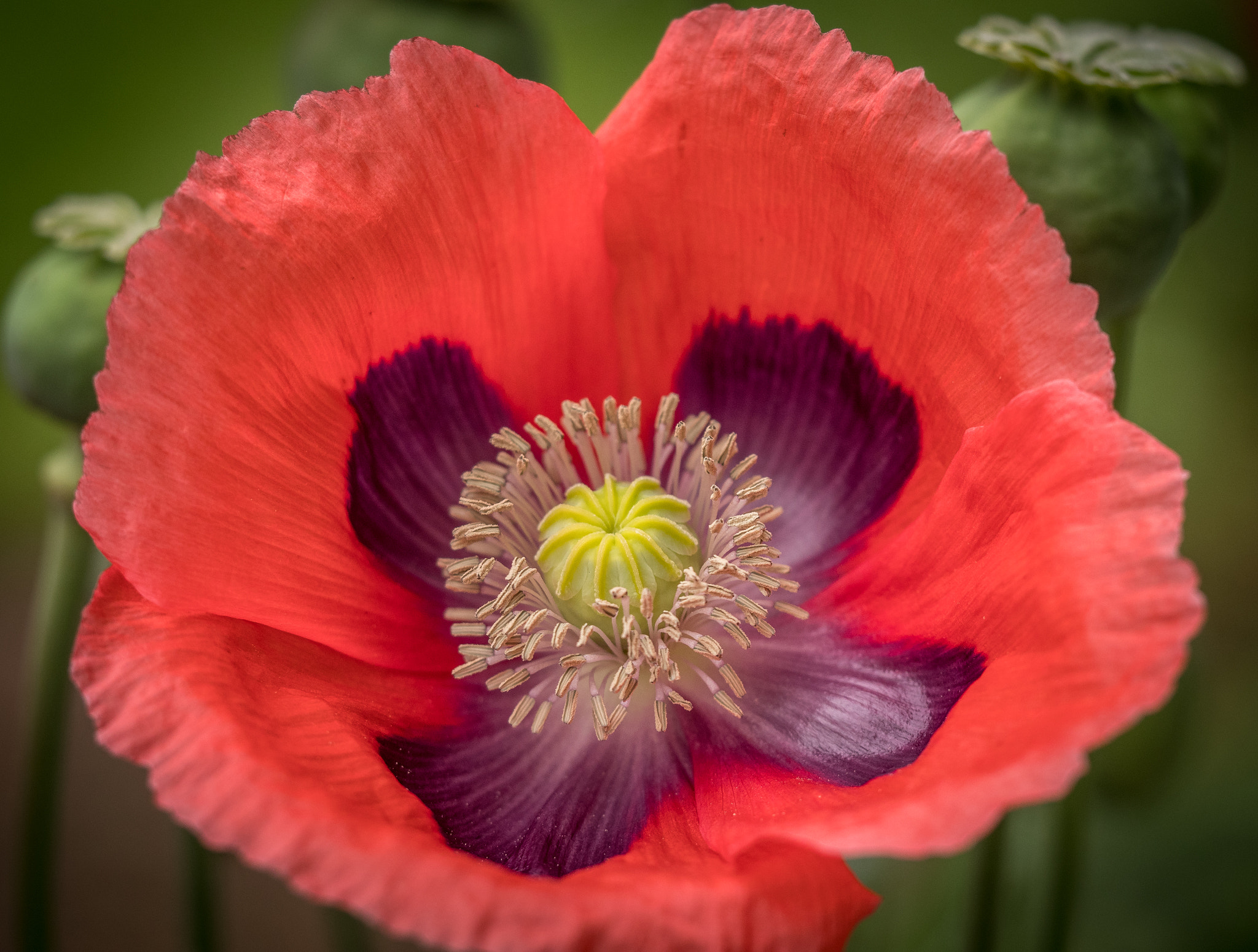 Olympus M.Zuiko Digital ED 60mm F2.8 Macro sample photo. Poppy in the garden photography