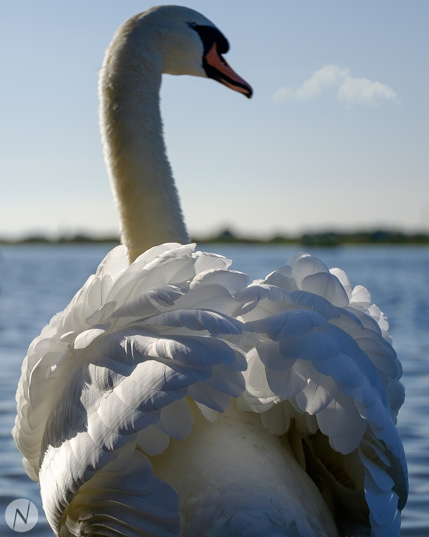 ZEISS Touit 50mm F2.8 sample photo. Swan photography
