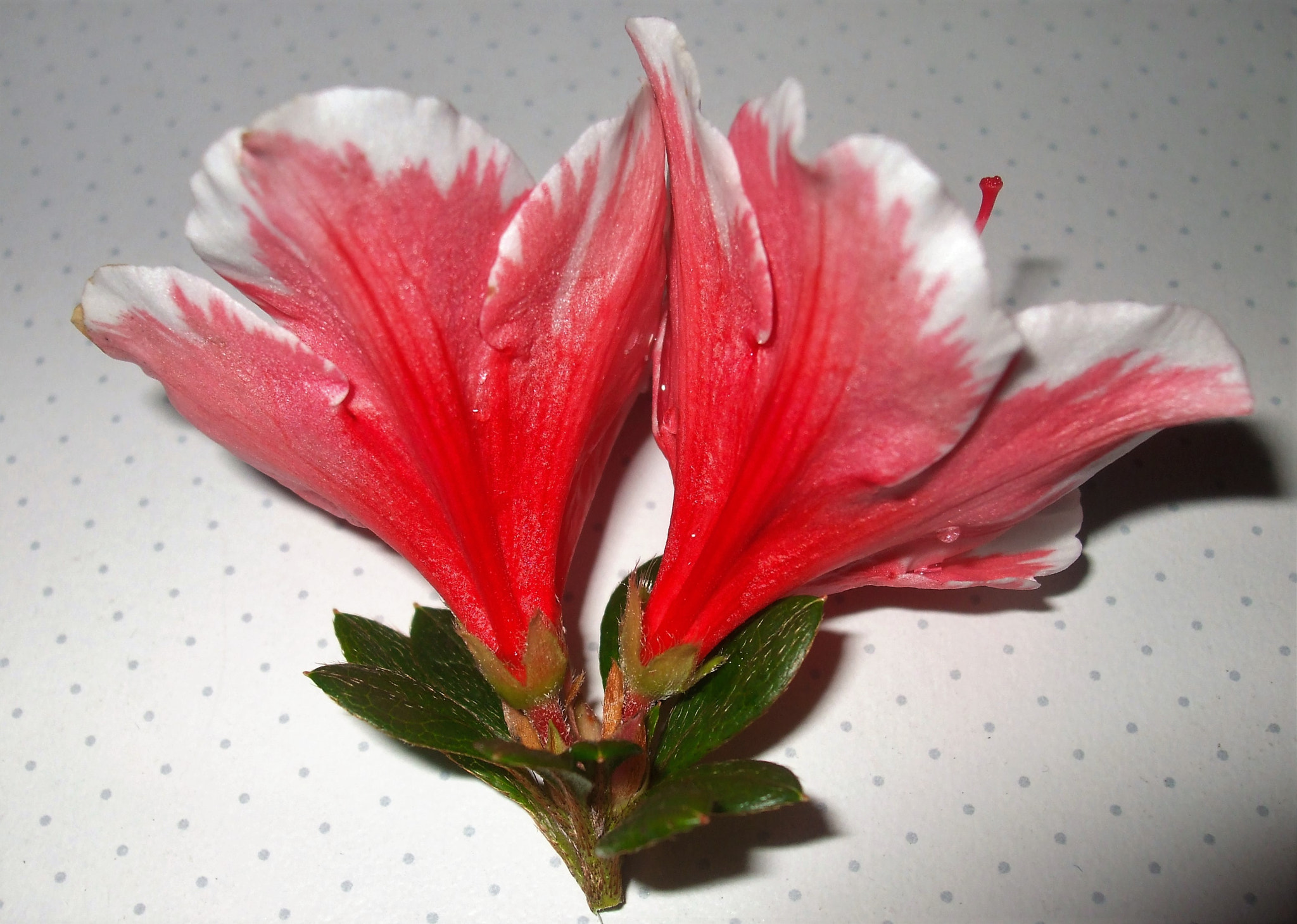 Fujifilm FinePix A820 sample photo. Pink azaleas photography