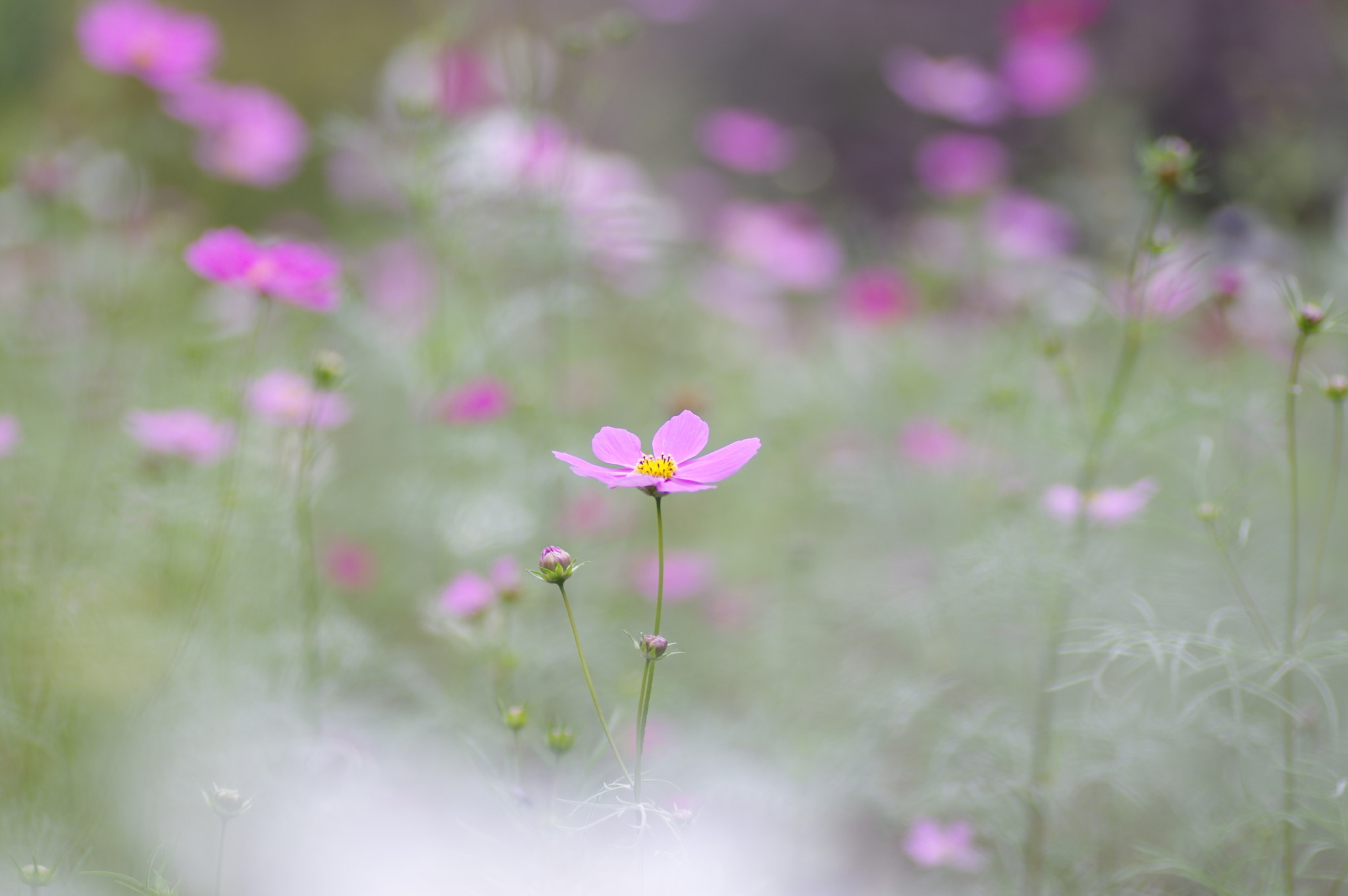 Pentax K-3 II + Tamron SP AF 90mm F2.8 Di Macro sample photo. Autumn day photography