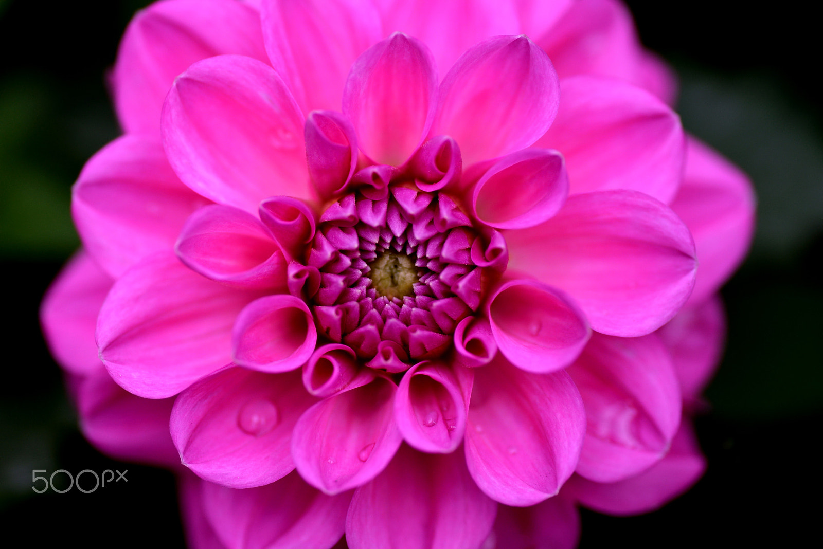 Nikon D600 sample photo. Vivid pink dahlia photography