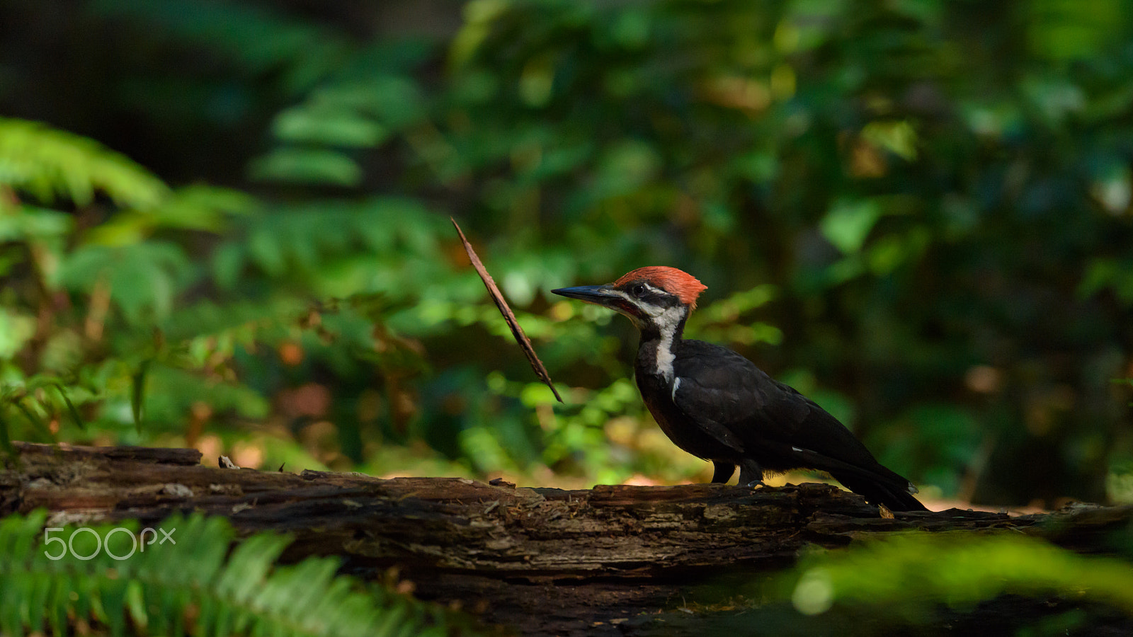 Nikon D810 + Nikon AF-S Nikkor 500mm F4E FL ED VR sample photo. Pileated woodpecker sends a splinter flying photography