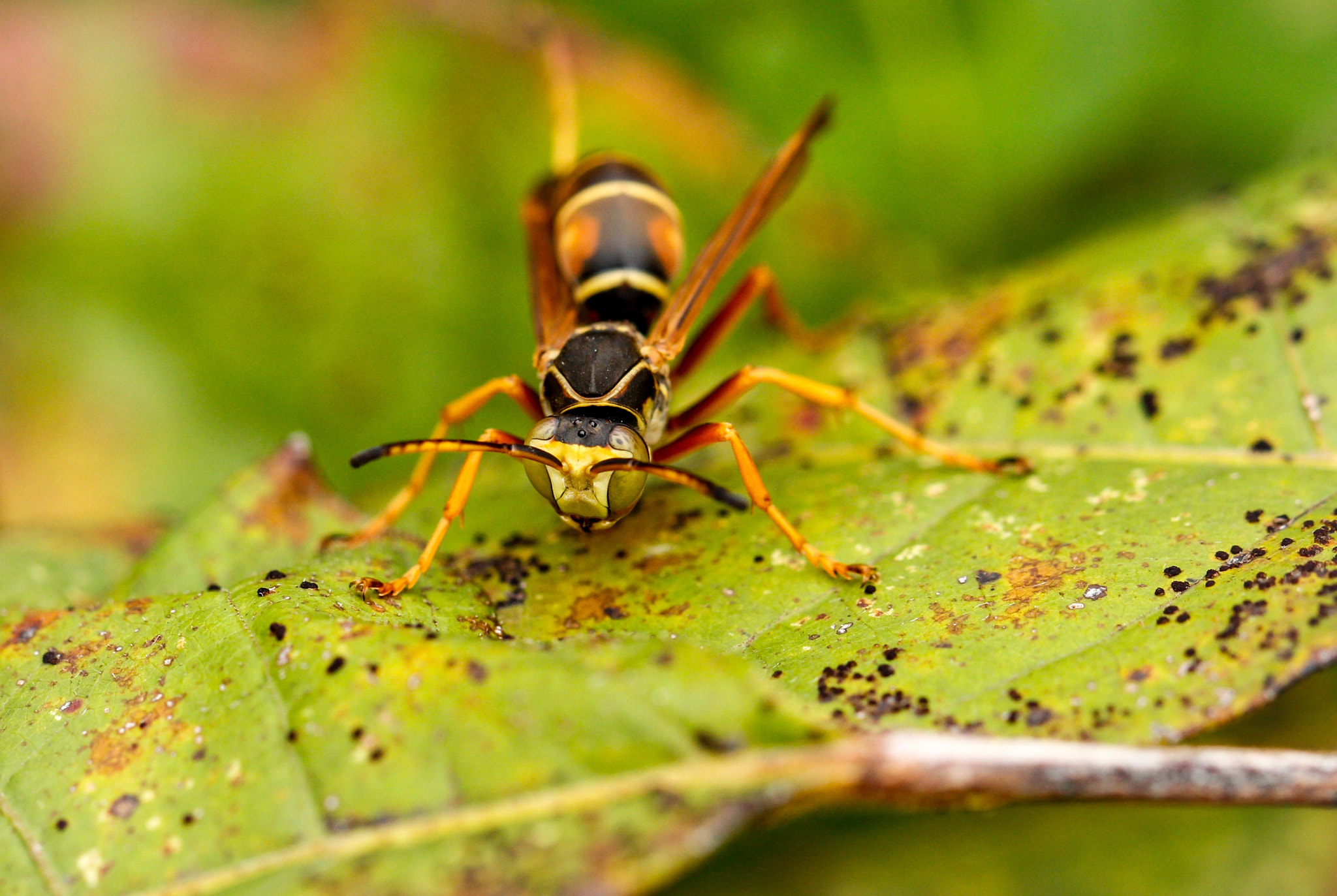 Canon EF 100mm F2.8L Macro IS USM sample photo. Vespula photography