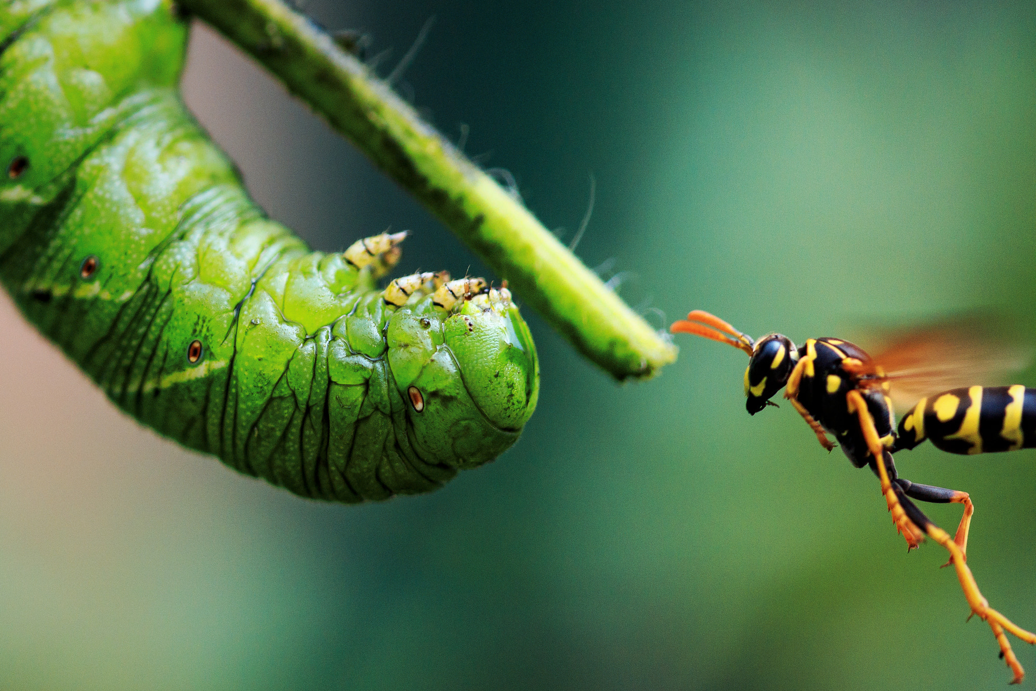 Canon EF 180mm F3.5L Macro USM sample photo. Wasp and caterpillar photography