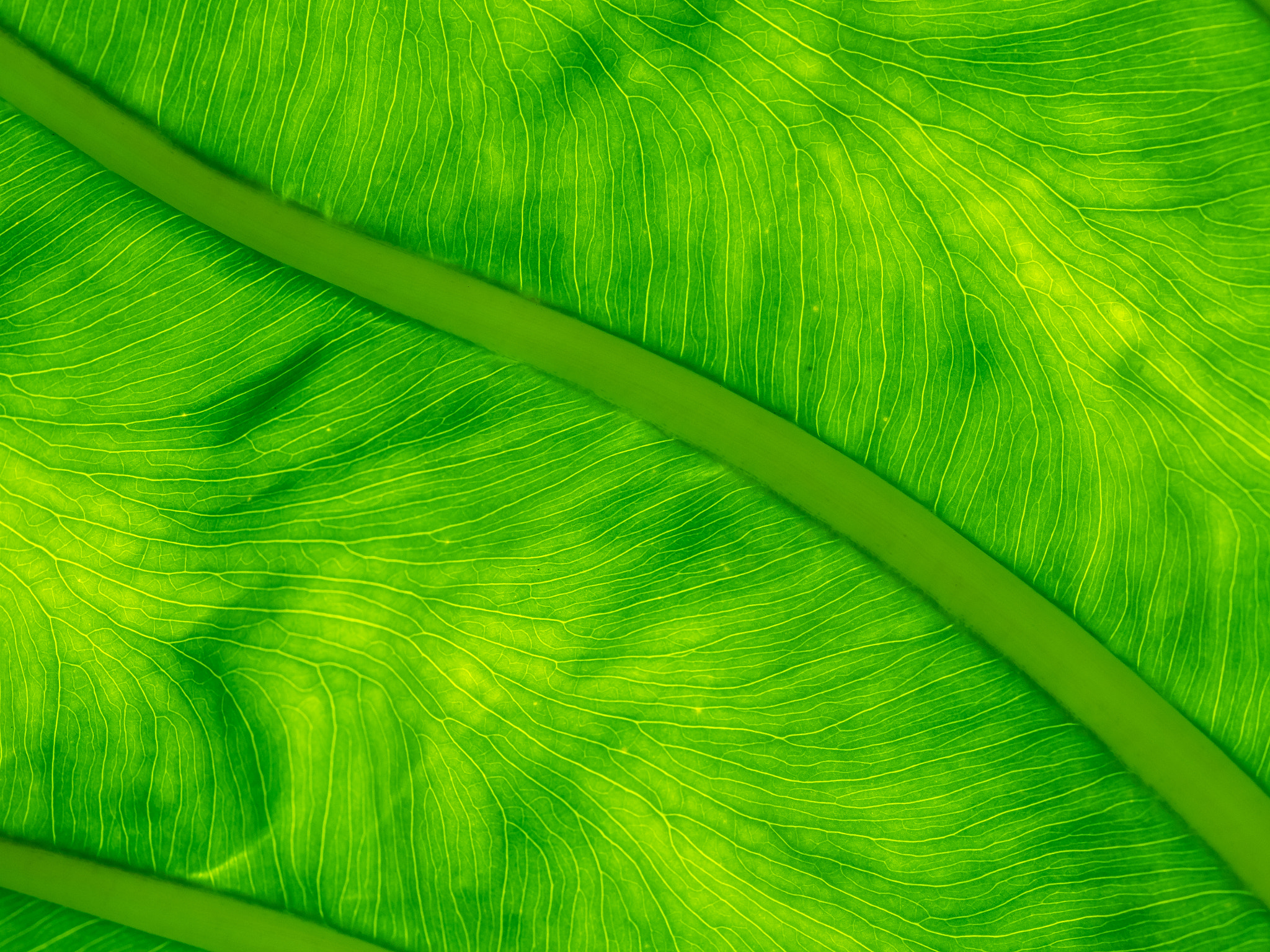 Olympus OM-D E-M1 sample photo. Leaf veins / nervadura photography