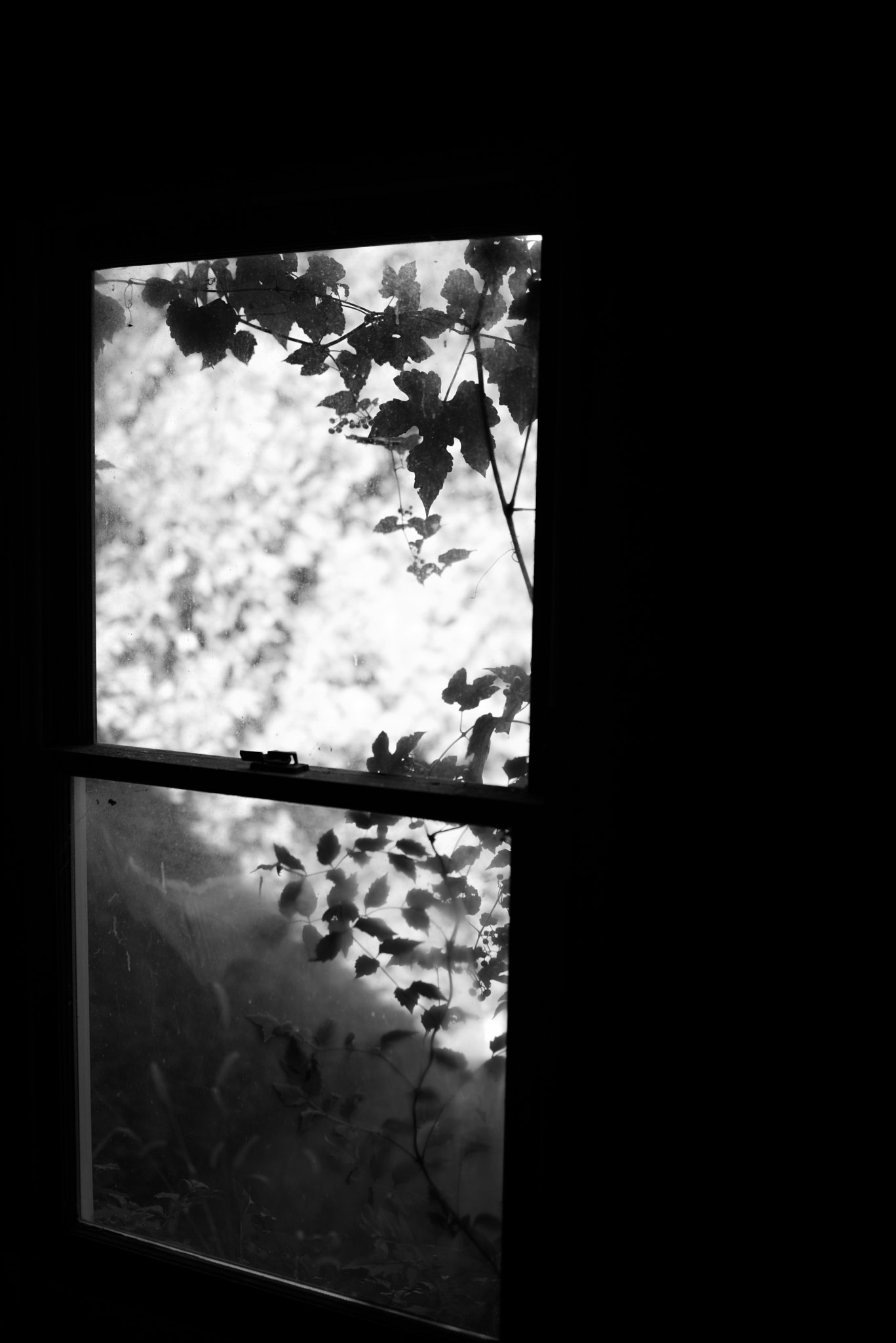 Pentax K-1 sample photo. Vines through window, b&w photography