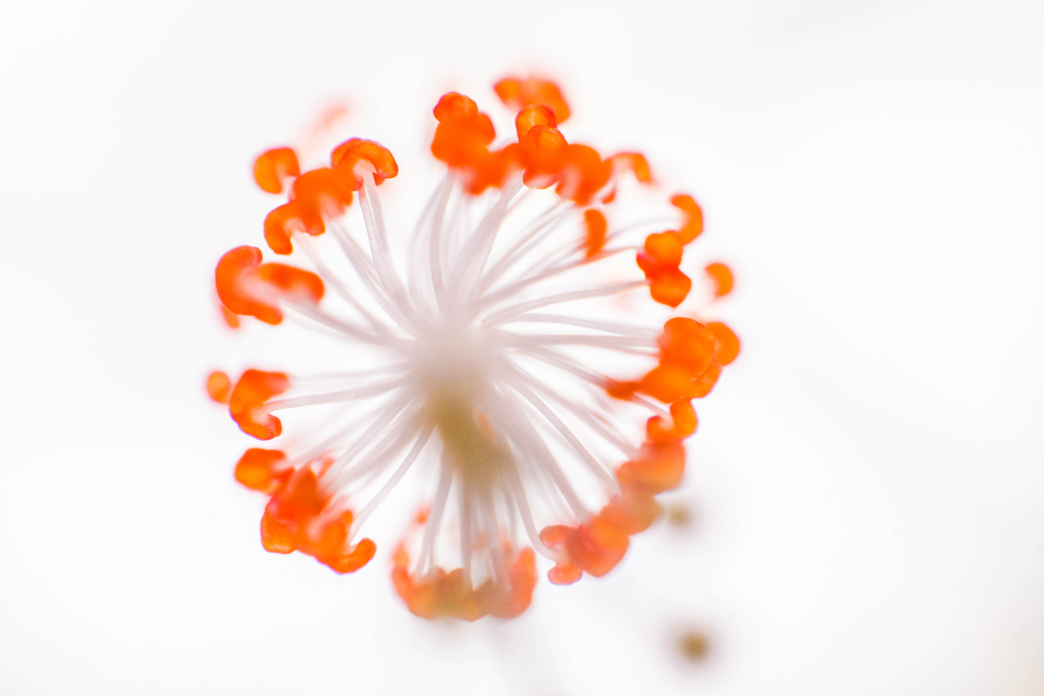 Sony SLT-A77 + Sony DT 50mm F1.8 SAM sample photo. Blossom beauty photography