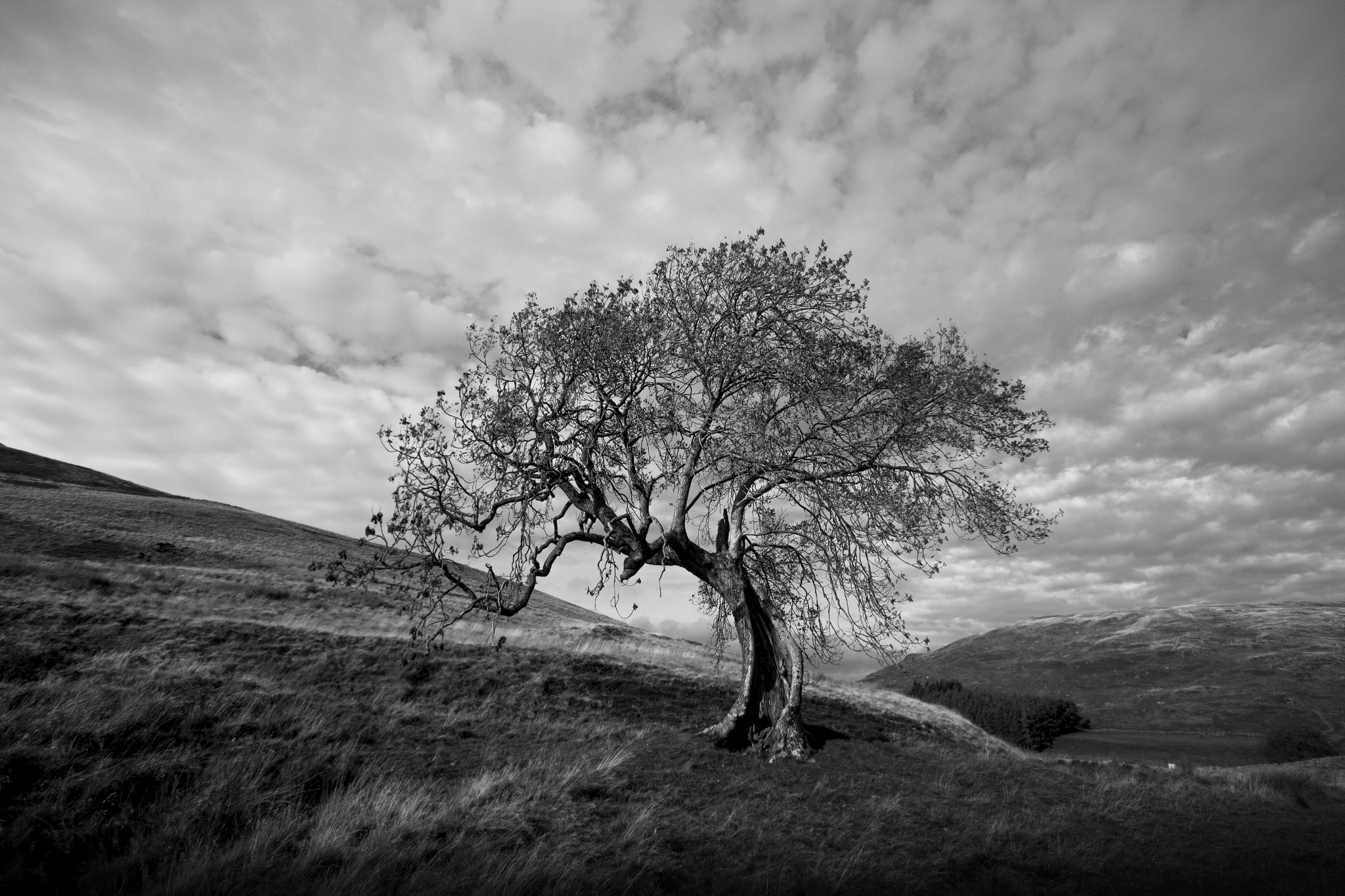 Sigma 10-20mm F4-5.6 EX DC HSM sample photo. Survivor of the elements photography