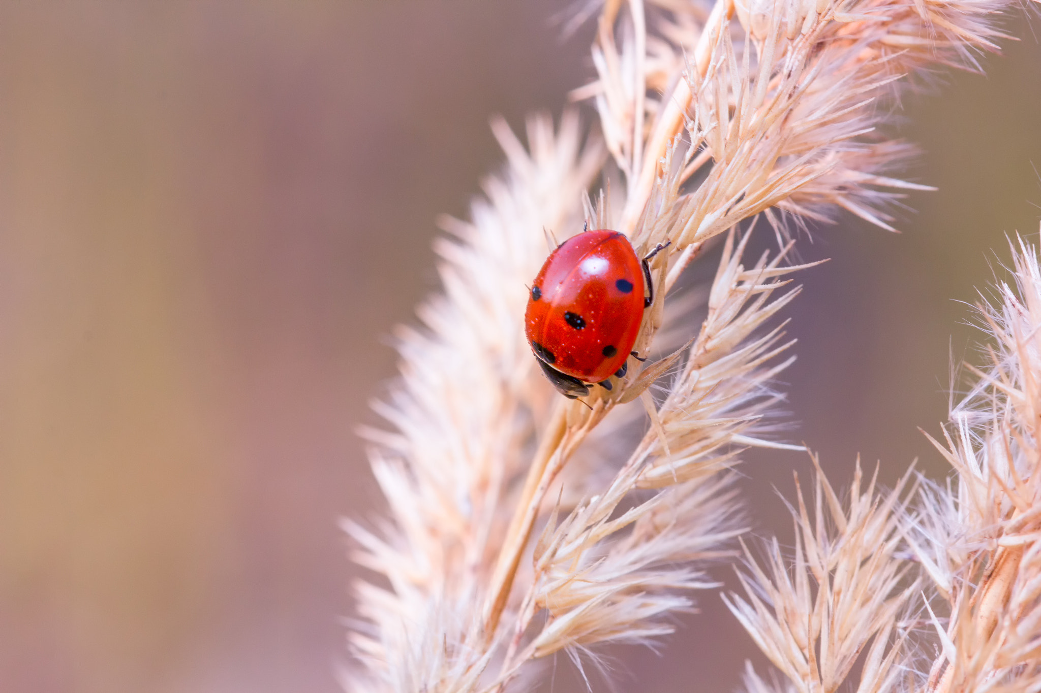 Sigma 105mm F2.8 EX DG OS HSM sample photo. Ladybug photography