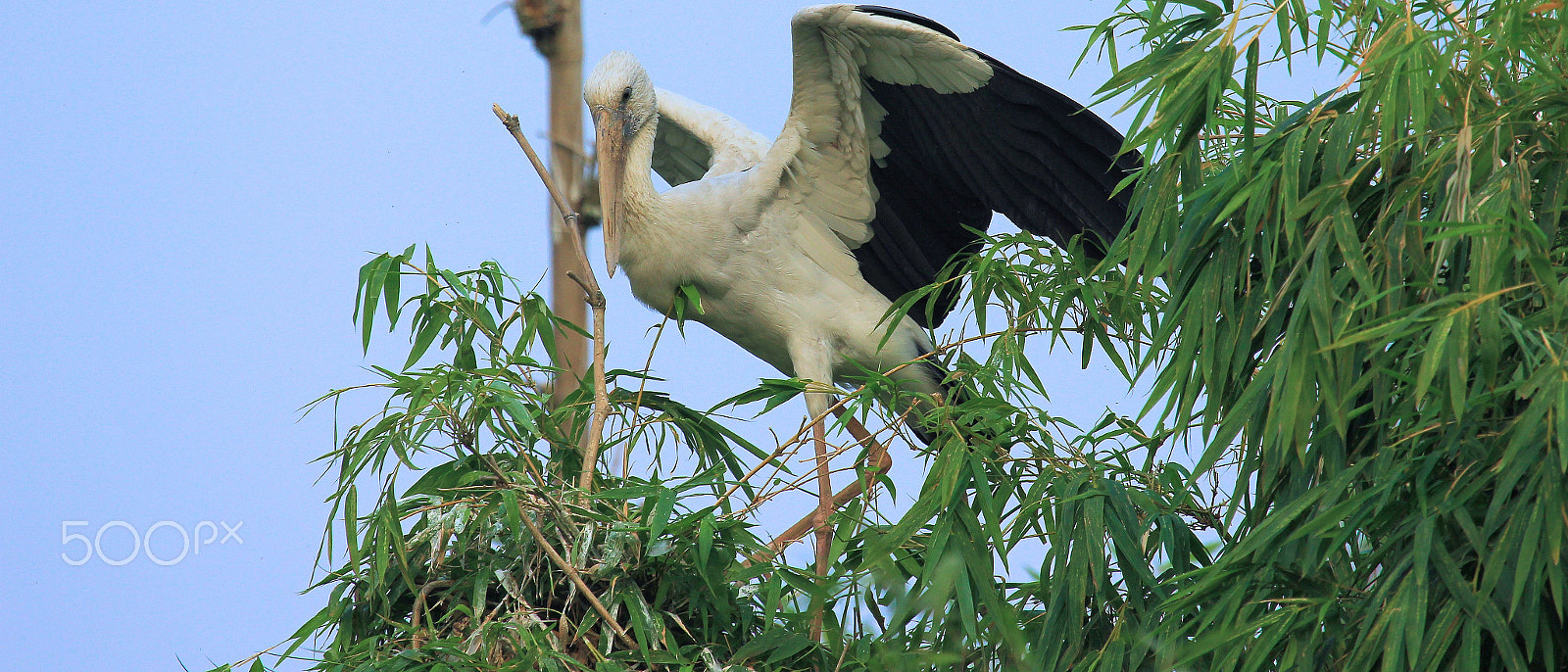 Canon EF 100-400mm F4.5-5.6L IS USM sample photo. Anastomus oscitans photography