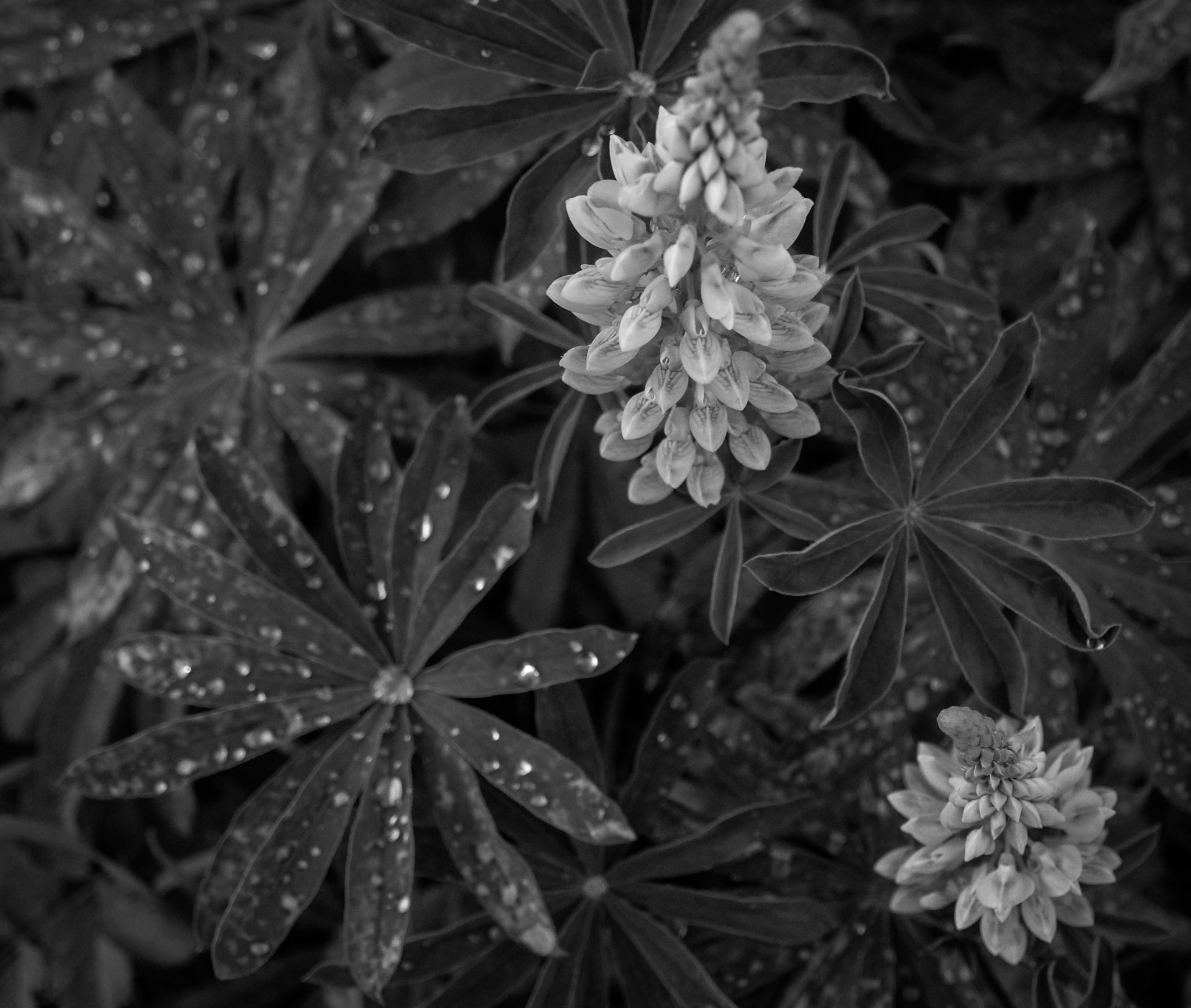 Leica T (Typ 701) sample photo. Walk photography