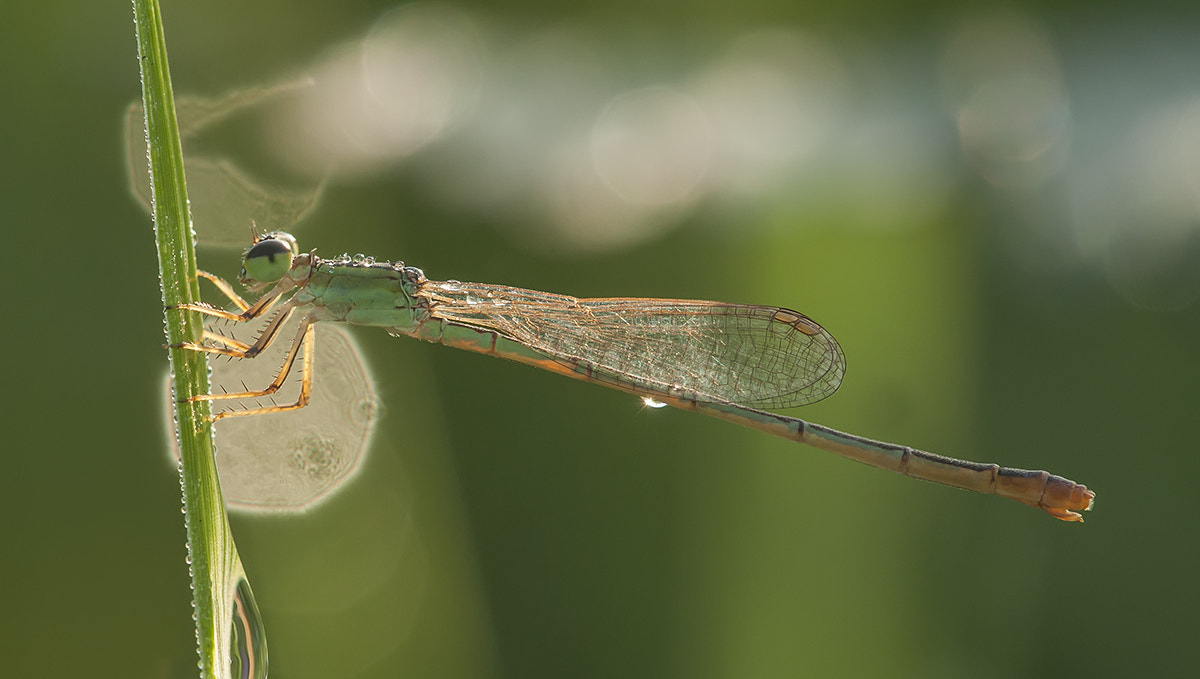 Sigma 150mm F2.8 EX DG Macro HSM sample photo. Morning dragonfly photography