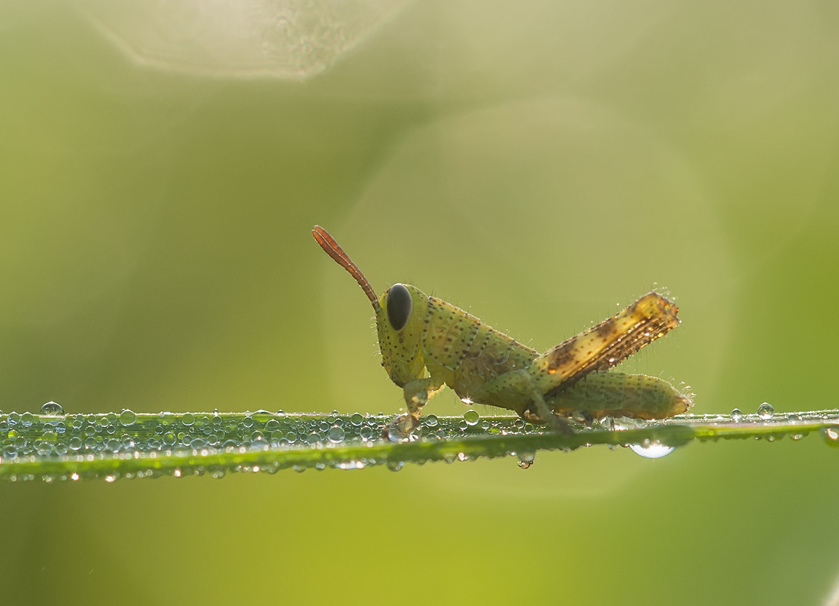 Sigma 150mm F2.8 EX DG Macro HSM sample photo. Grasshopper in the morning photography