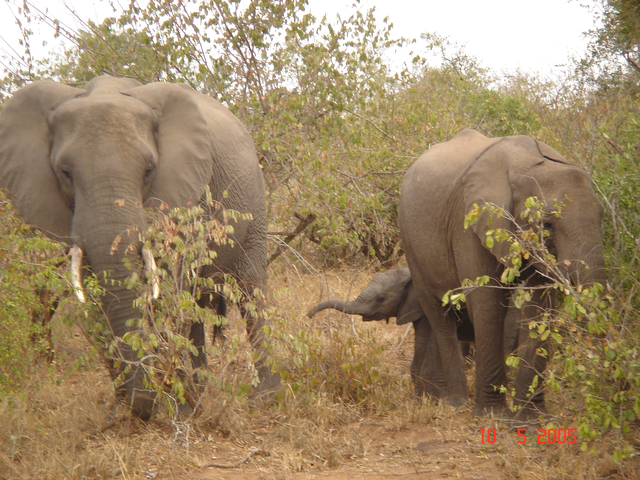 Sony DSC-T3 sample photo. Sudafrica () photography